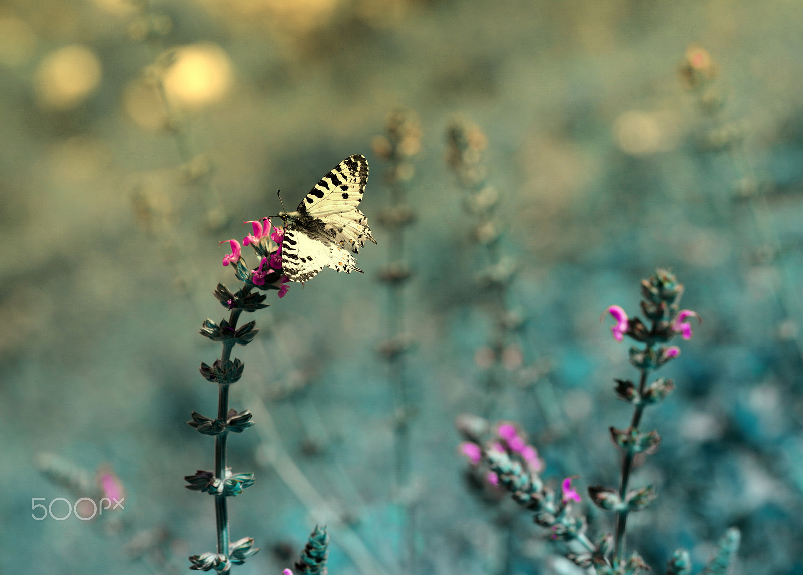 Nikon D610 sample photo. Butterfly photography