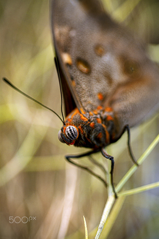 Canon EF 100mm F2.8 Macro USM sample photo. Borboleta no jardim photography