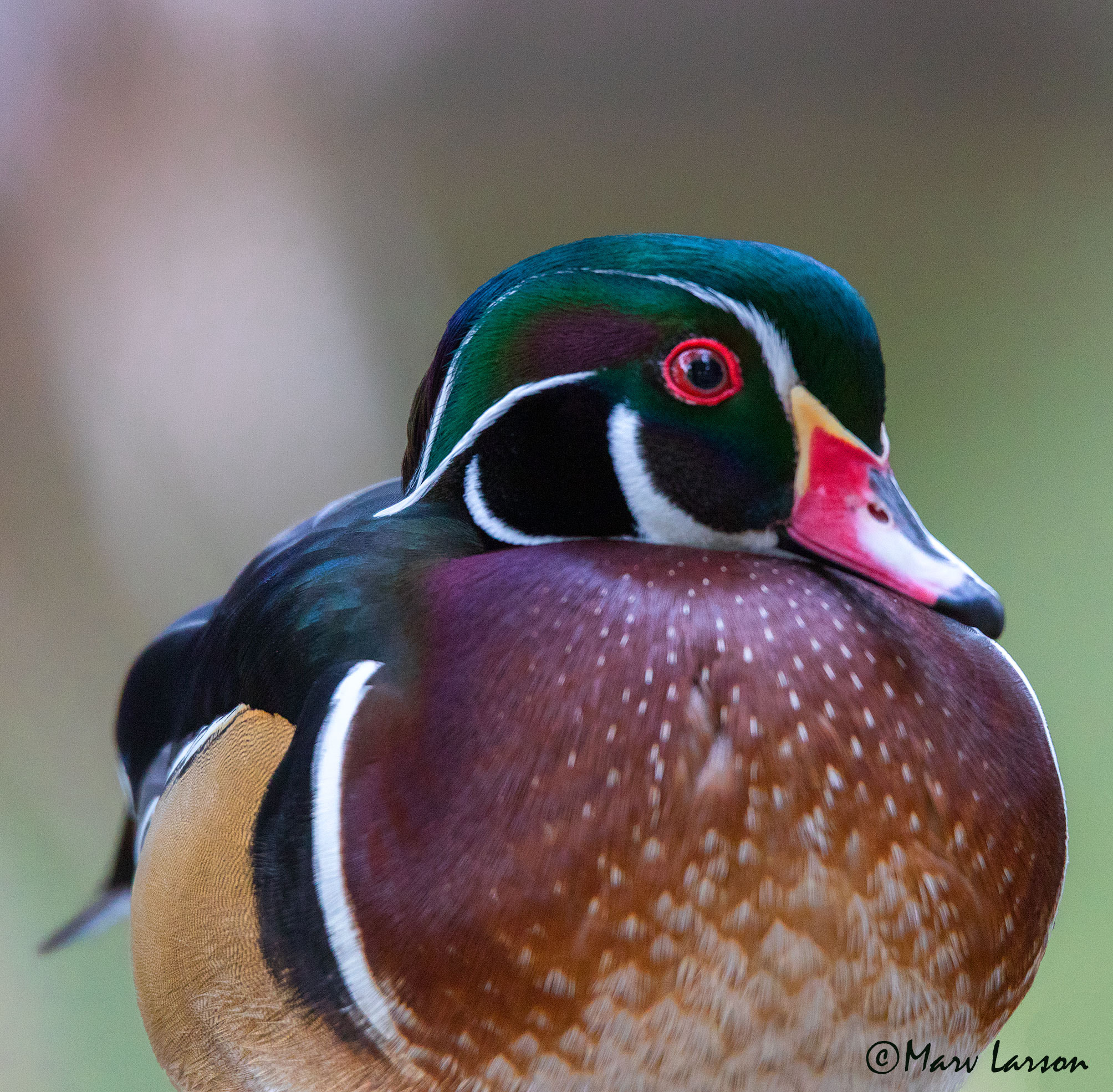 Tamron SP 150-600mm F5-6.3 Di VC USD sample photo. Wood duck photography