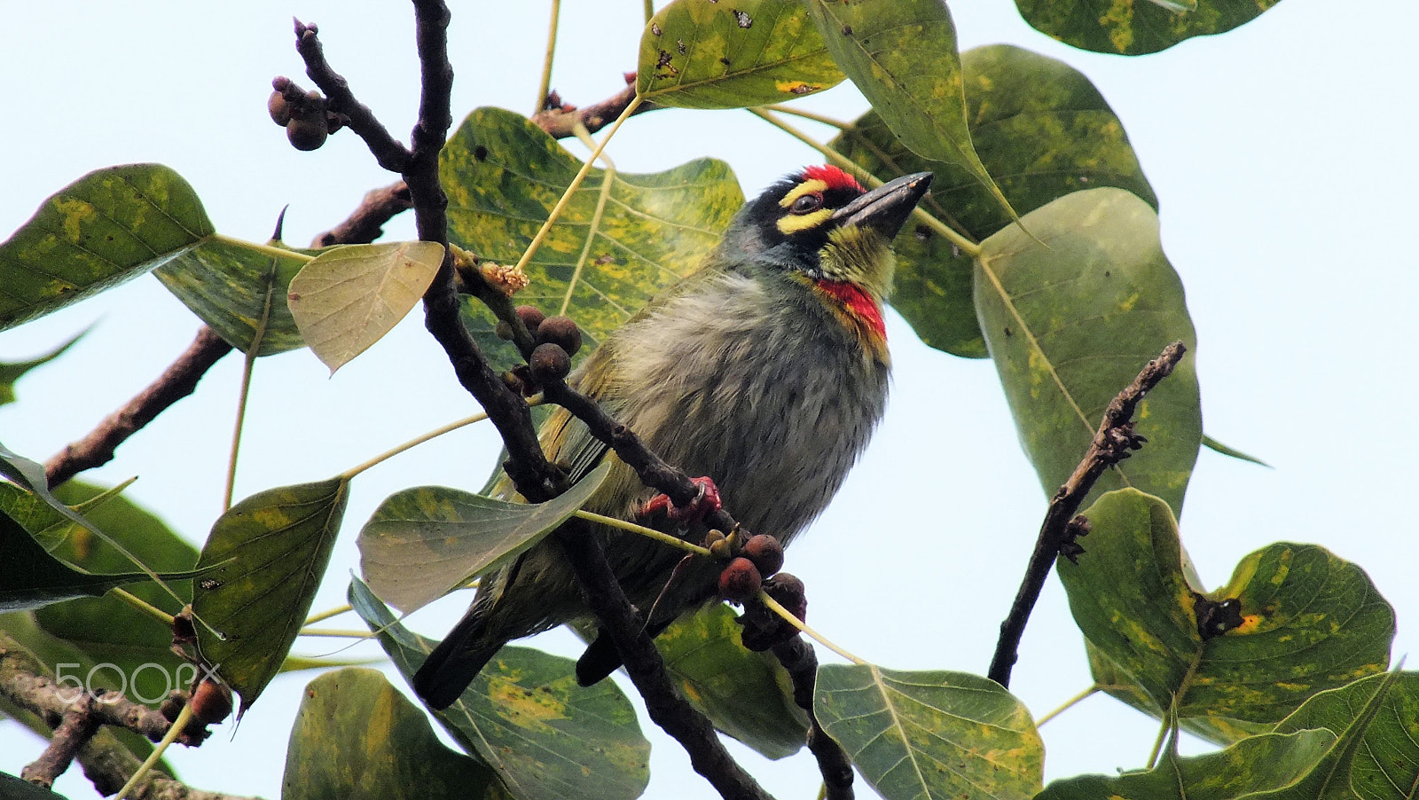 Fujifilm FinePix HS28EXR sample photo. Copper smith barbet photography