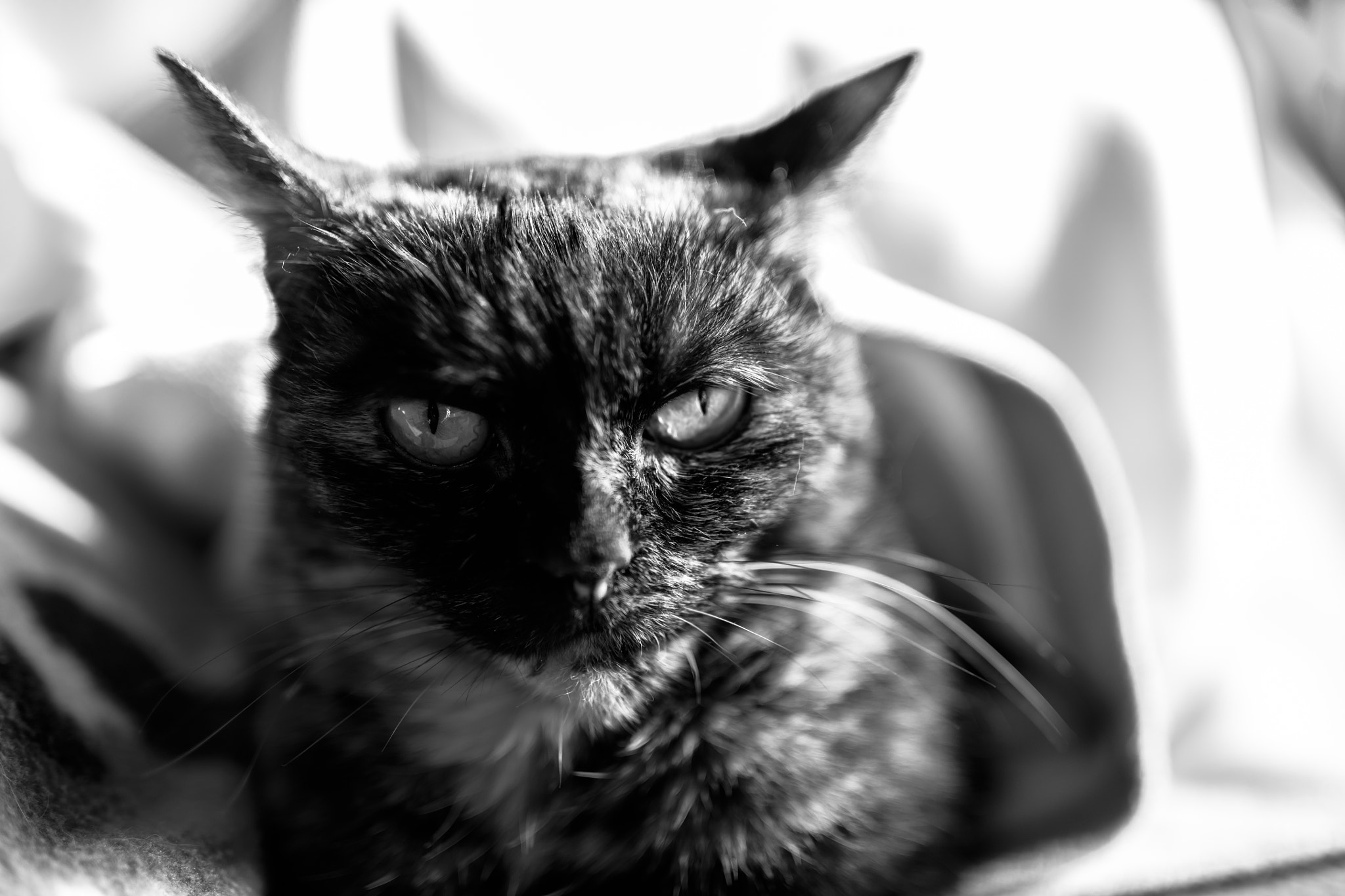 Canon EOS 5DS R + Canon EF 35mm F1.4L II USM sample photo. Tired kitty bokeh black & white photography