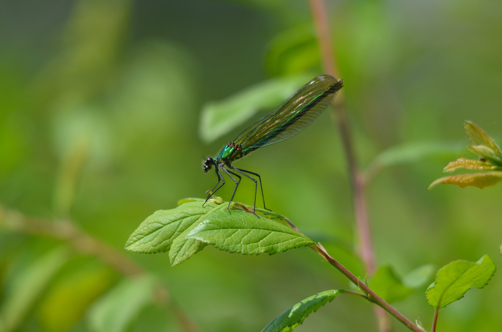 Sigma 150-500mm F5-6.3 DG OS HSM sample photo. Poised photography