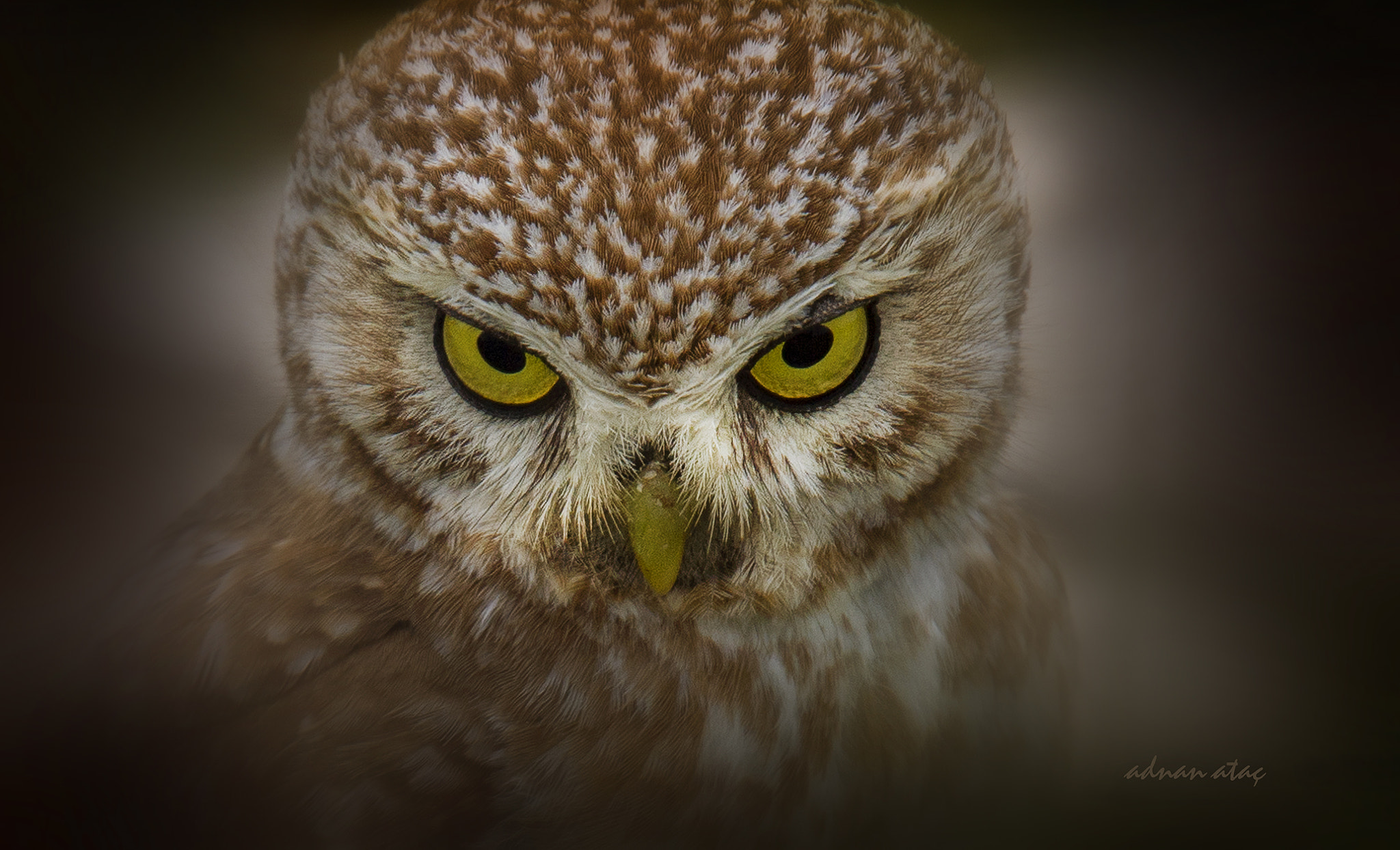 Sigma 150-600mm F5-6.3 DG OS HSM | S sample photo. Kukumav - little owl - athene noctua photography
