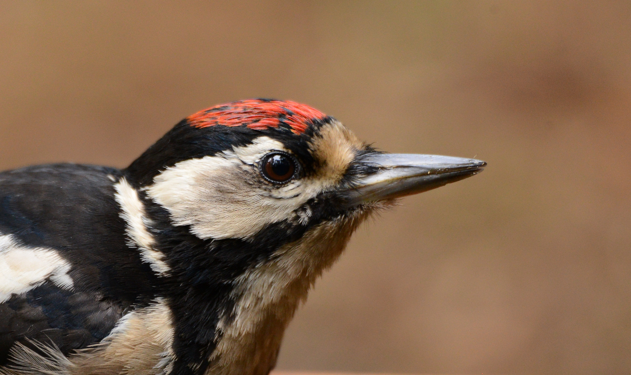 Nikon D600 sample photo. Grote bonte specht photography