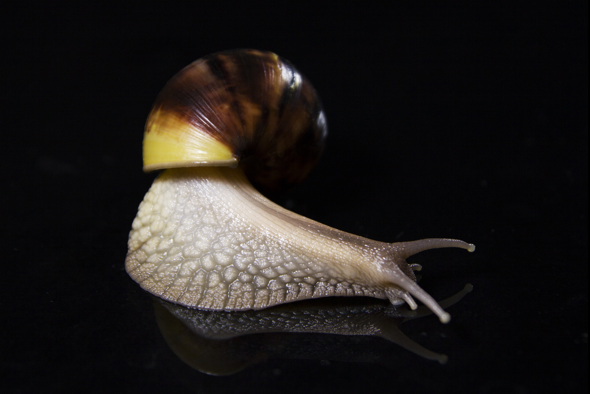 Canon EOS 50D + Tamron SP AF 17-50mm F2.8 XR Di II LD Aspherical (IF) sample photo. Achatina fulica photography