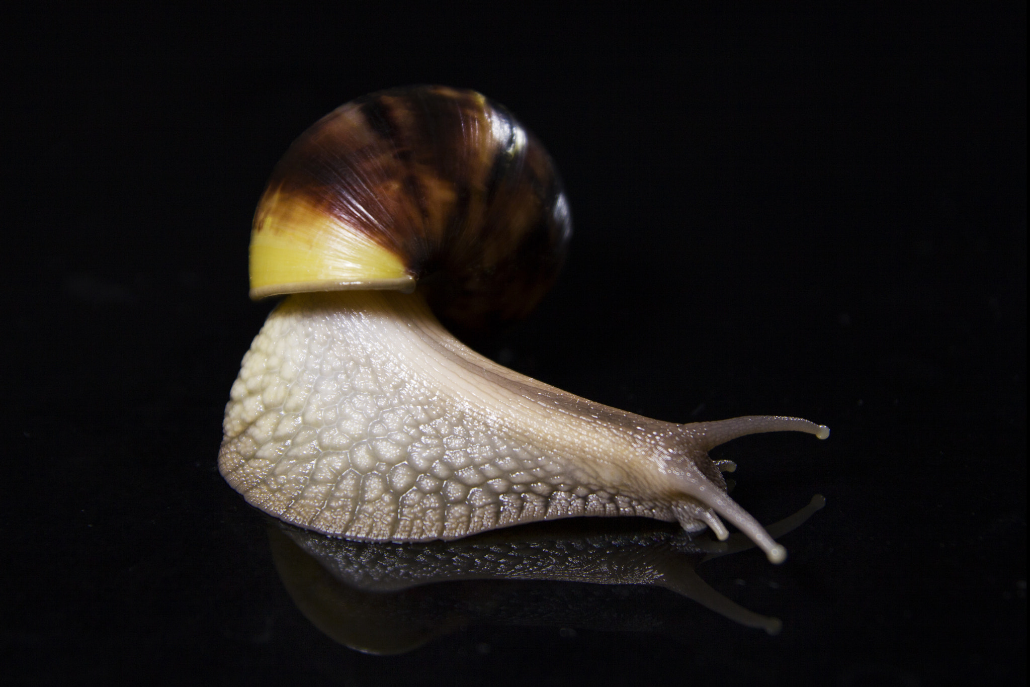 Canon EOS 50D sample photo. Achatina fulica photography