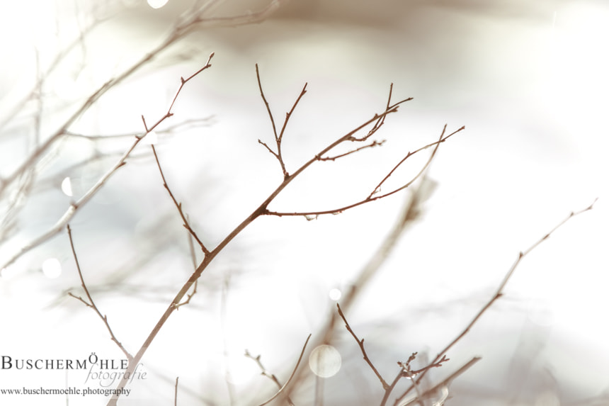 Canon EF 70-200mm F2.8L IS II USM sample photo. Foggy photography