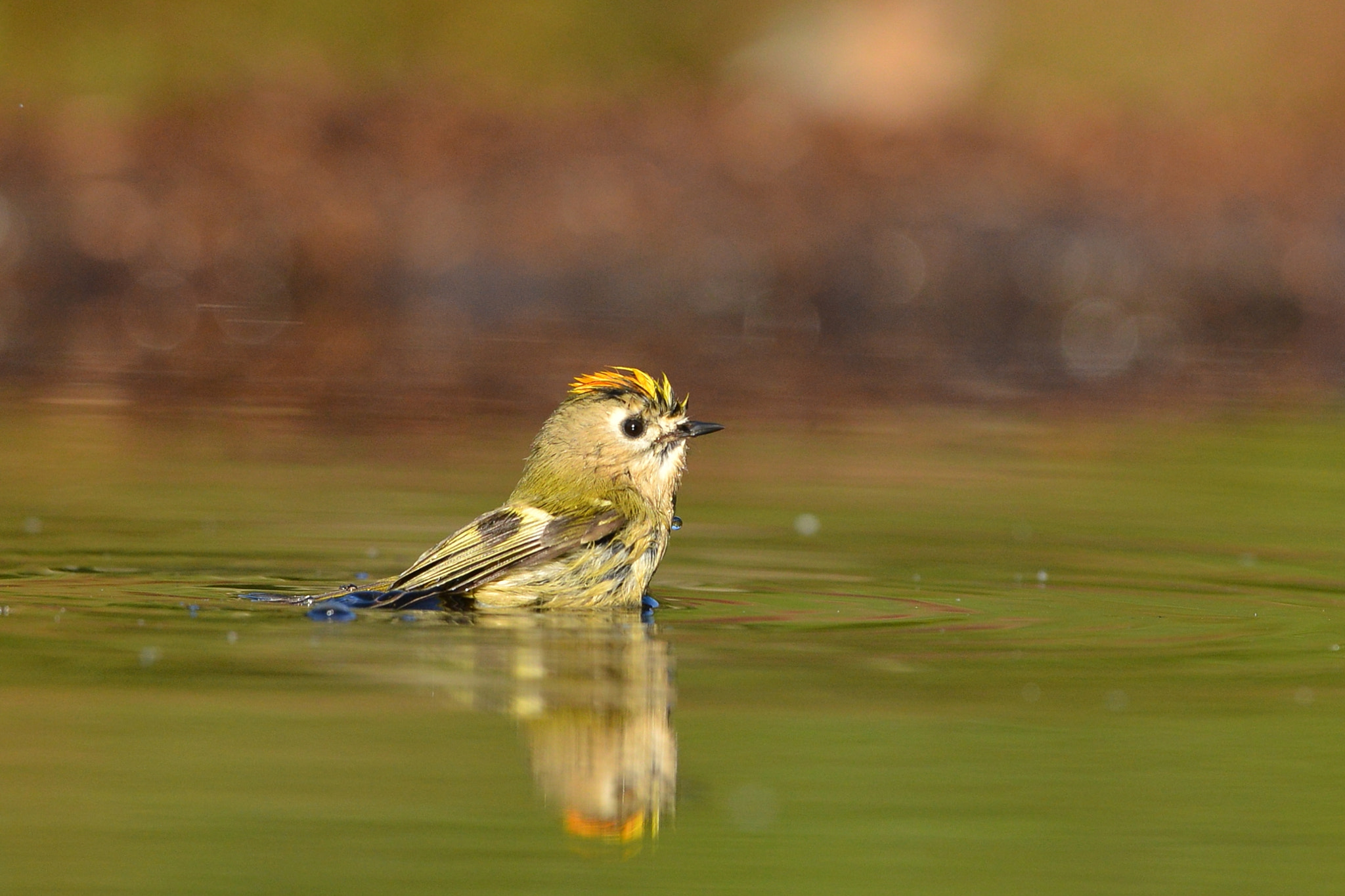 Nikon D600 + Nikon AF-S Nikkor 500mm F4G ED VR sample photo. Goudhaantje photography