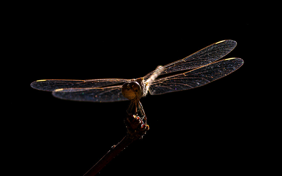 Pentax K20D sample photo. Fly photography