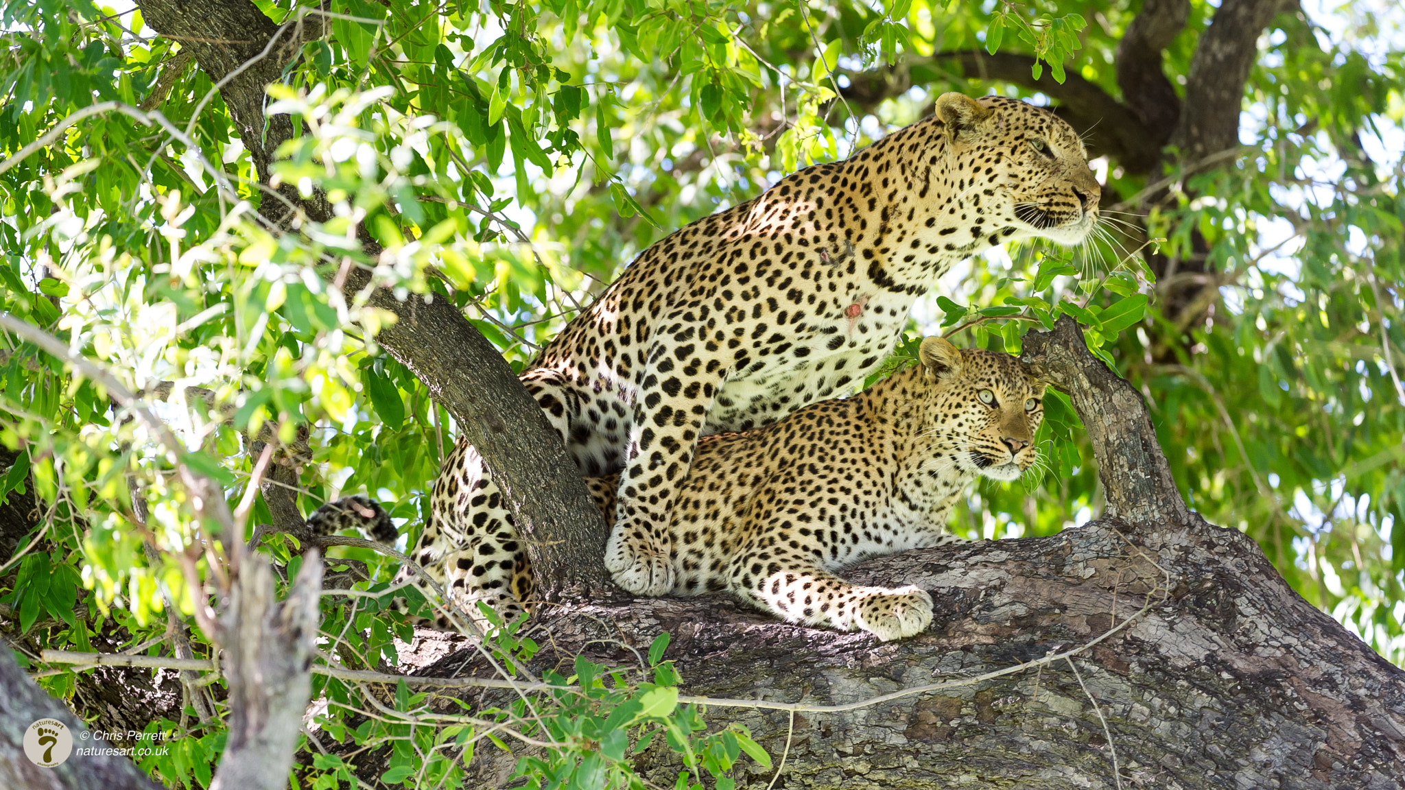 Nikon AF-S Nikkor 200-400mm F4G ED-IF VR sample photo. True love photography