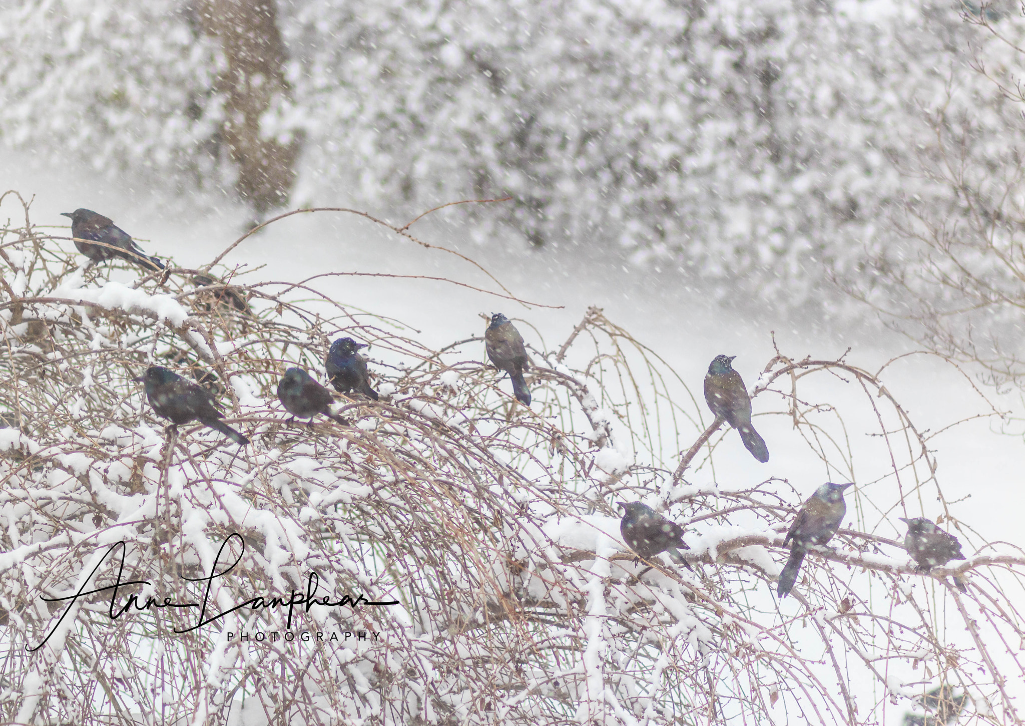 Canon EF 85mm F1.8 USM sample photo. Snowbirds photography