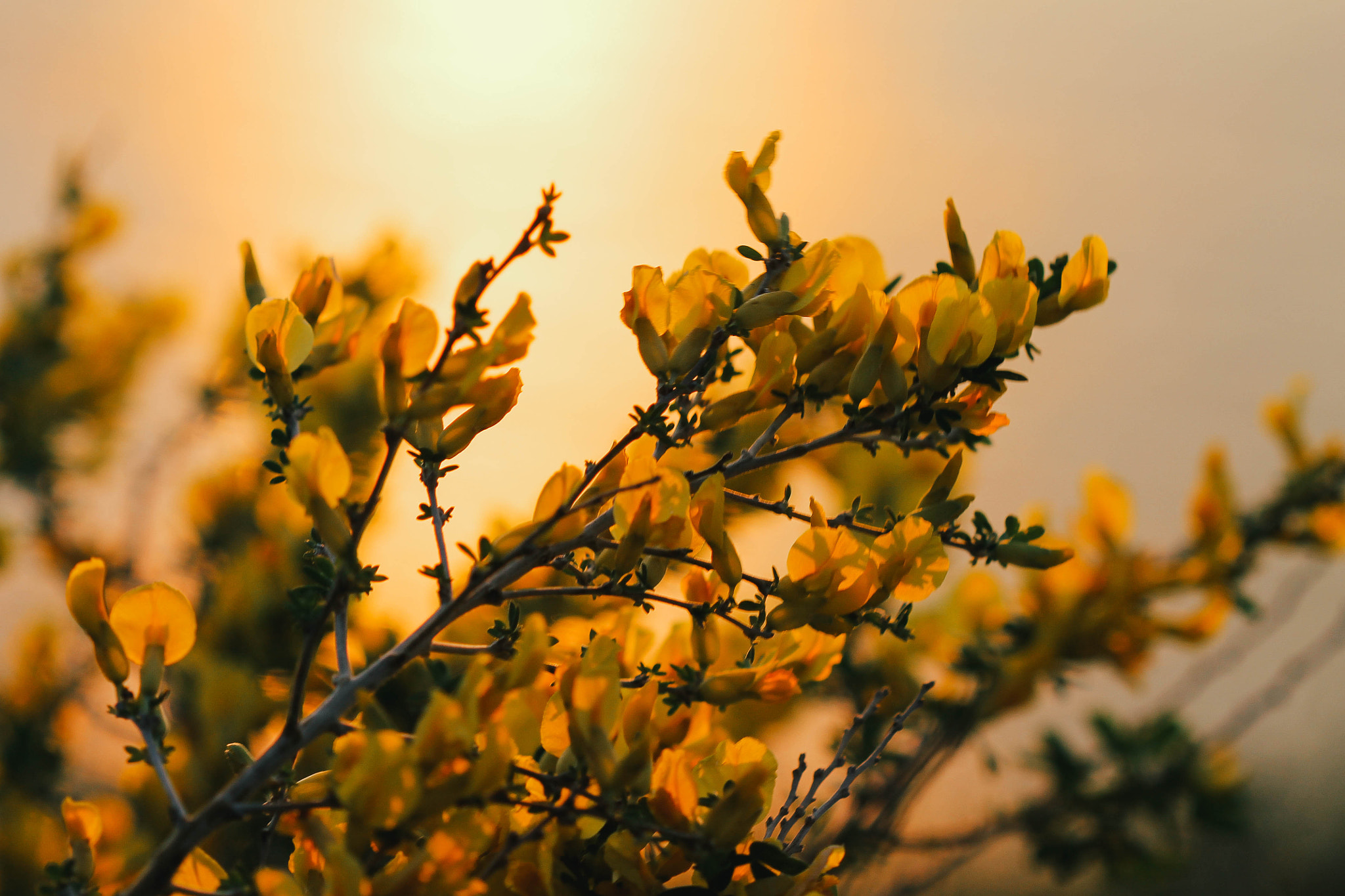 Canon EF 100mm F2.8 Macro USM sample photo. Flower photography