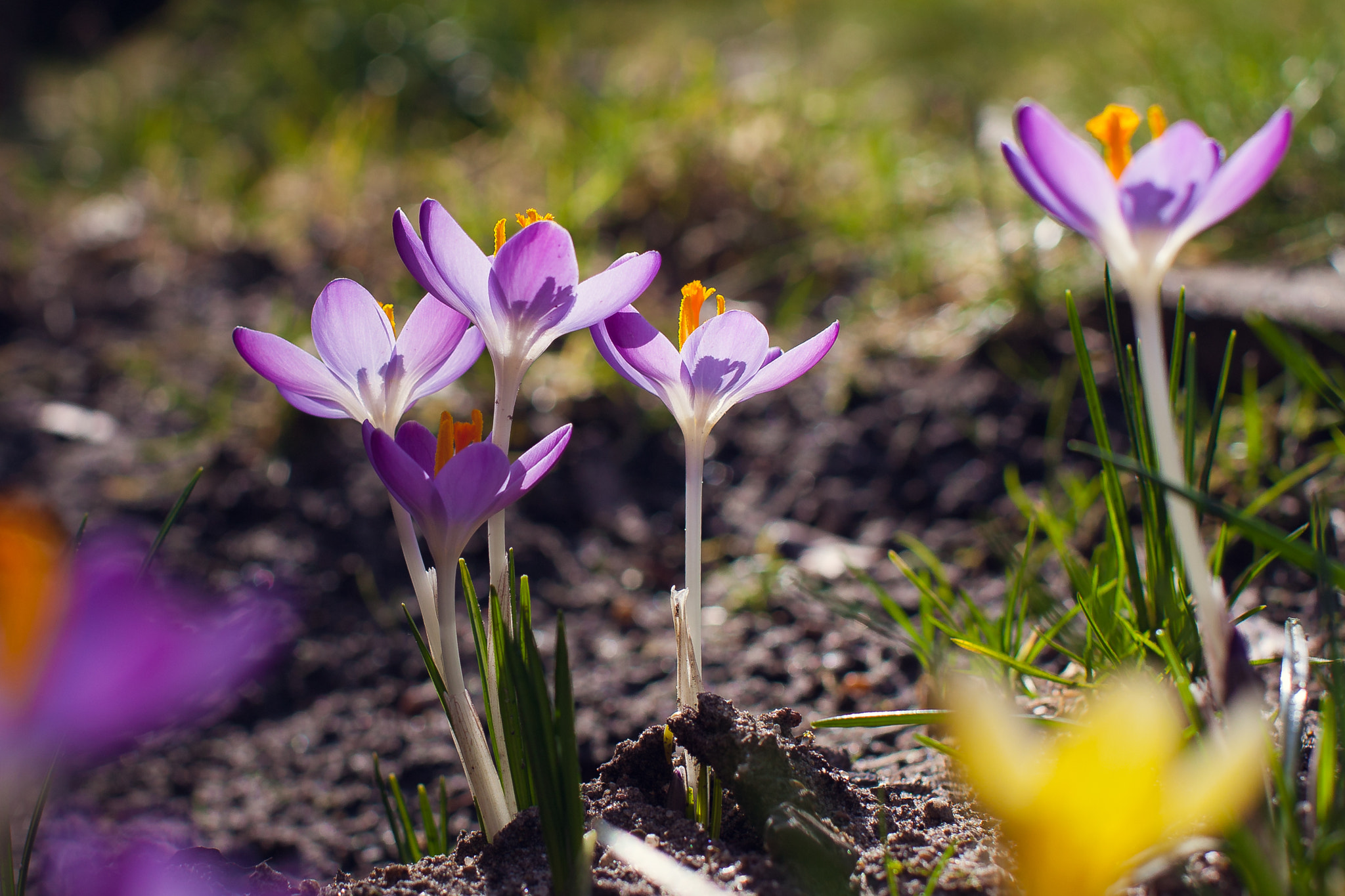 Canon EOS 40D + Canon EF 50mm F1.2L USM sample photo. Crocusses photography