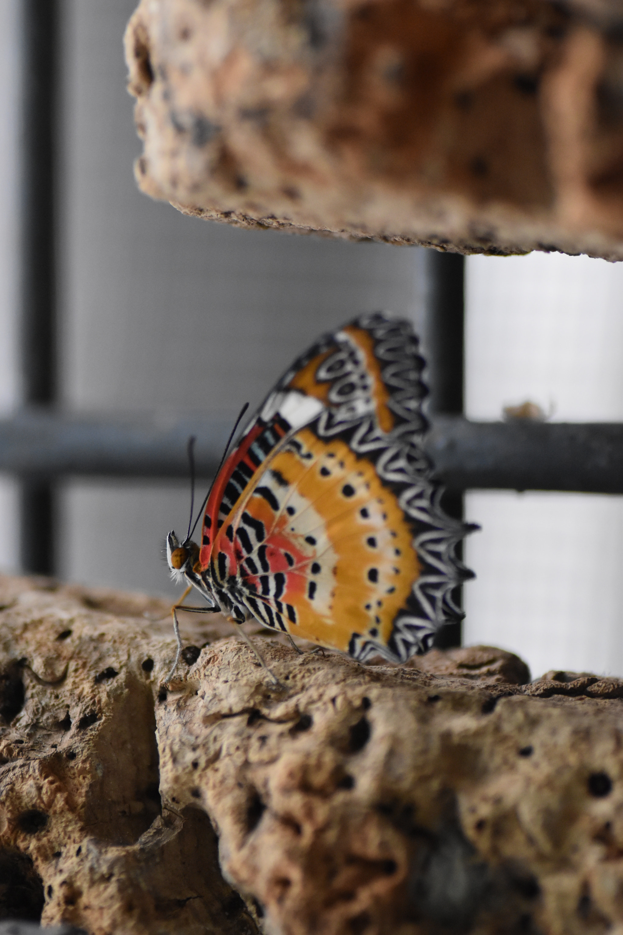 Nikon D5500 sample photo. From yellow to red photography
