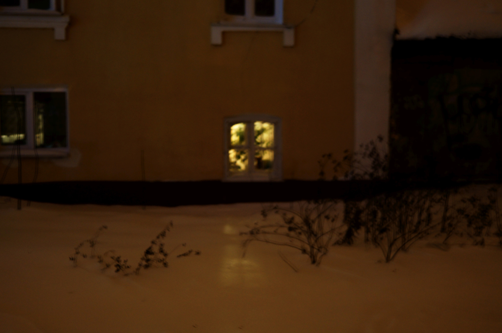Sony SLT-A37 + Sony 28mm F2.8 sample photo. Evening winter cat photography