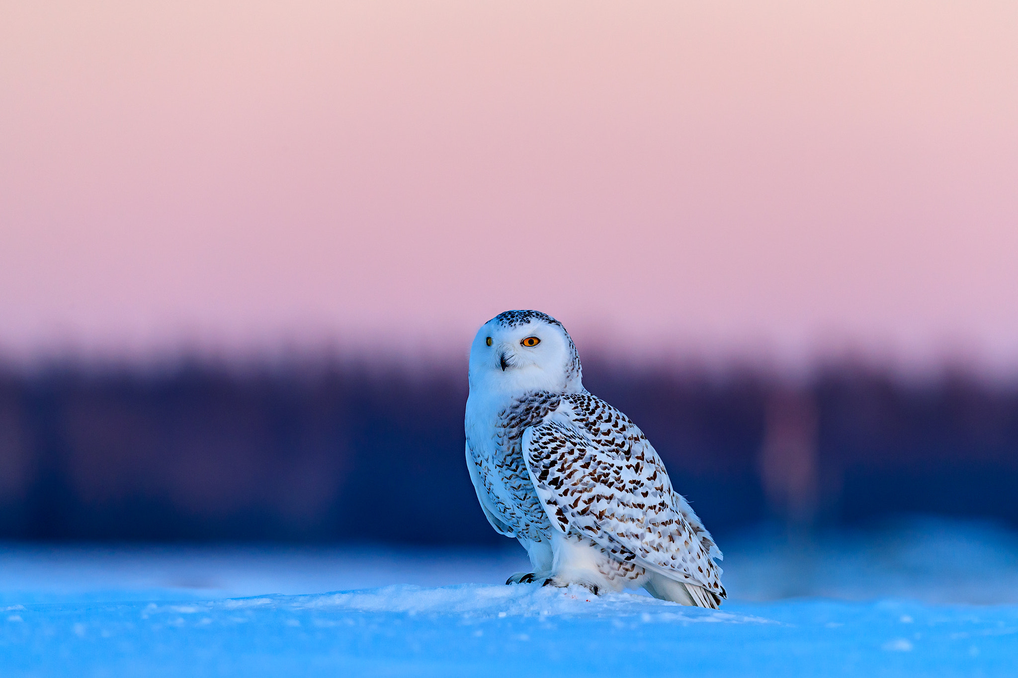 Canon EOS-1D X Mark II + Canon EF 500mm F4L IS II USM sample photo. Snow owl at the sunset photography