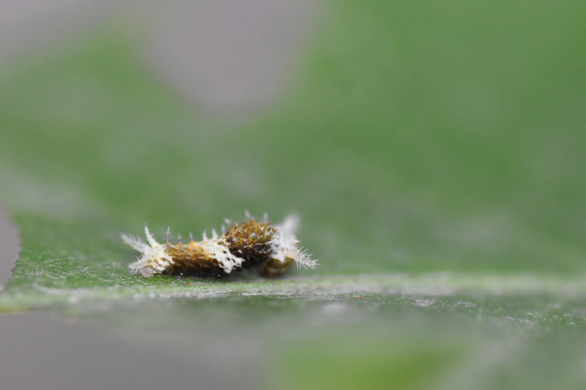Nikon D5500 sample photo. Very tiny caterpillar photography