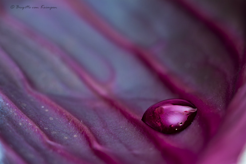 Canon EF 100mm F2.8 Macro USM sample photo. Purple riddle photography