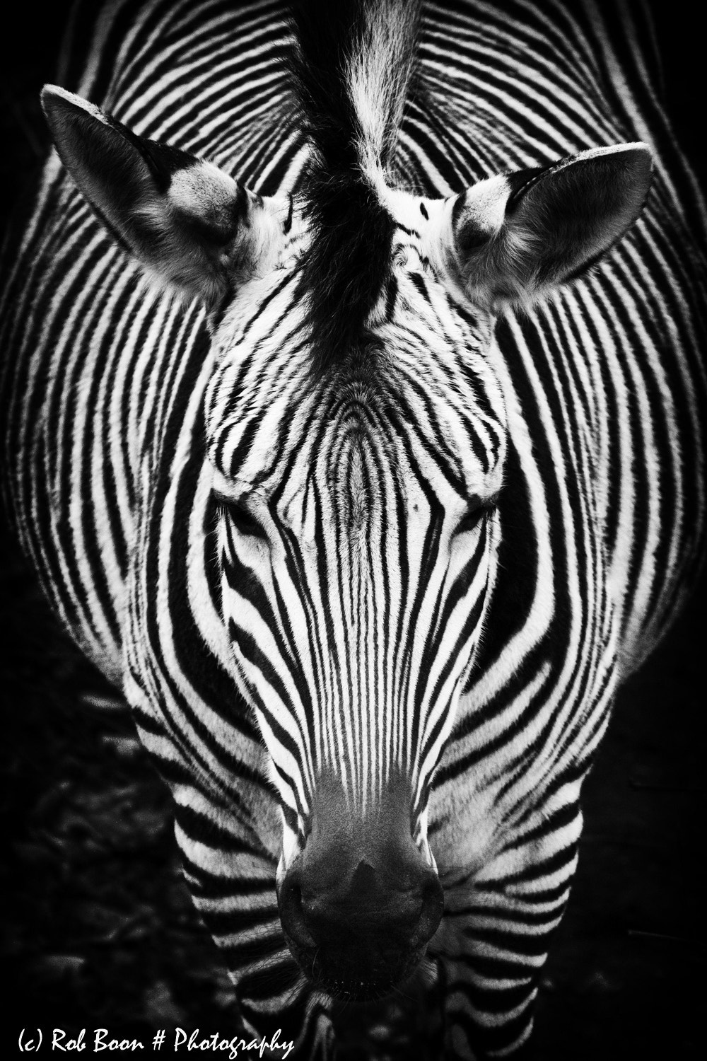 Canon EOS 5DS sample photo. Zebra photography