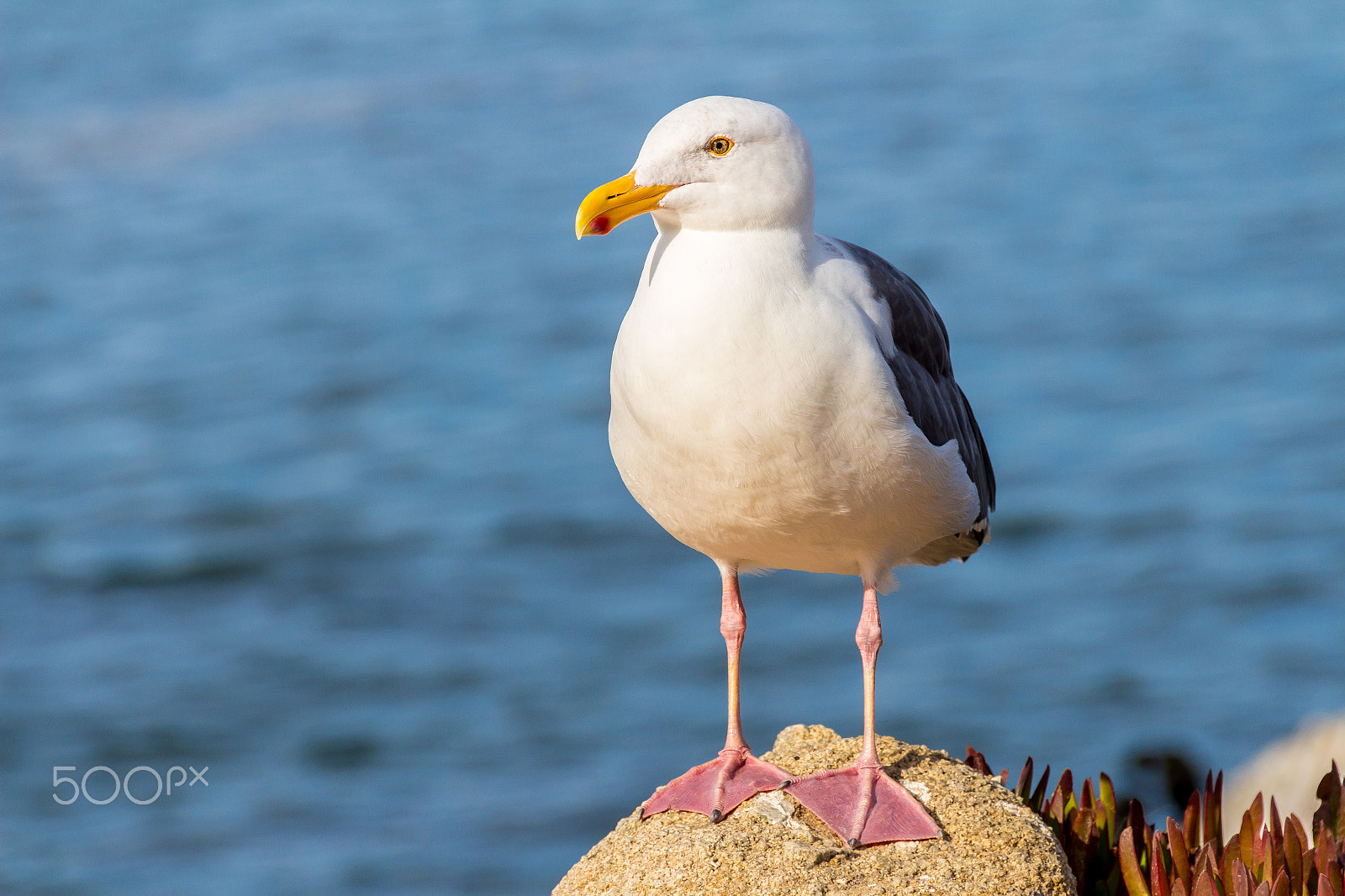 Sigma 18-250mm F3.5-6.3 DC OS HSM sample photo. Western gull photography