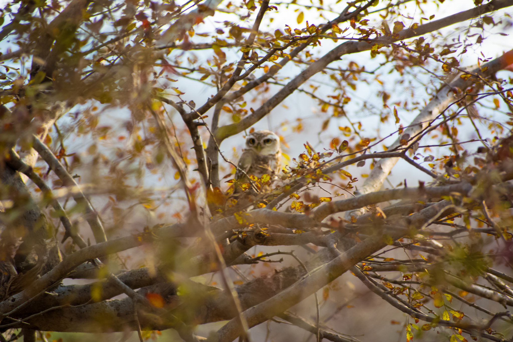 Nikon D5200 + Sigma 70-300mm F4-5.6 DG OS sample photo. Owl in bush photography