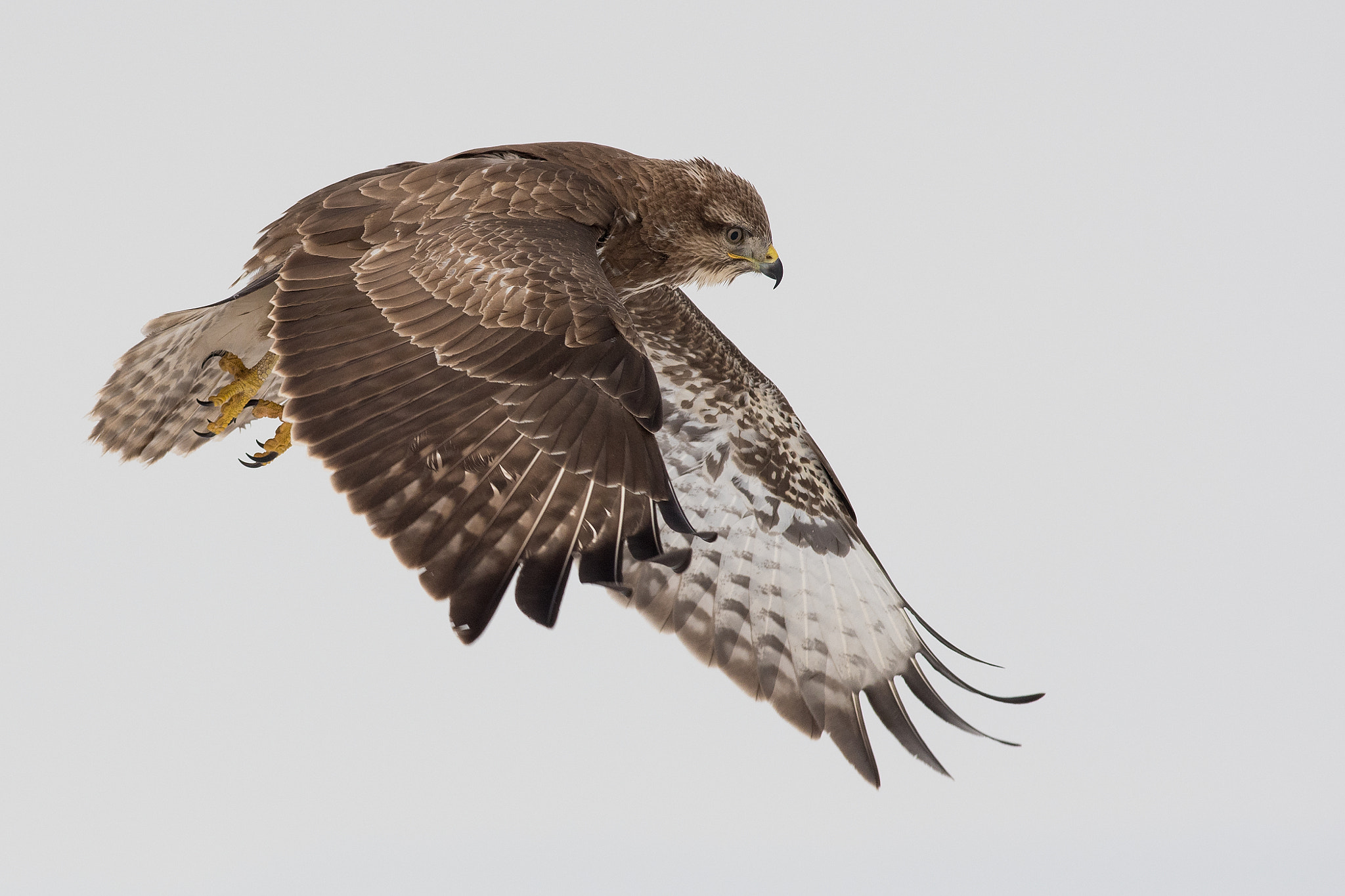 Nikon D500 + Nikon AF-S Nikkor 300mm F4D ED-IF sample photo. Buzzard photography