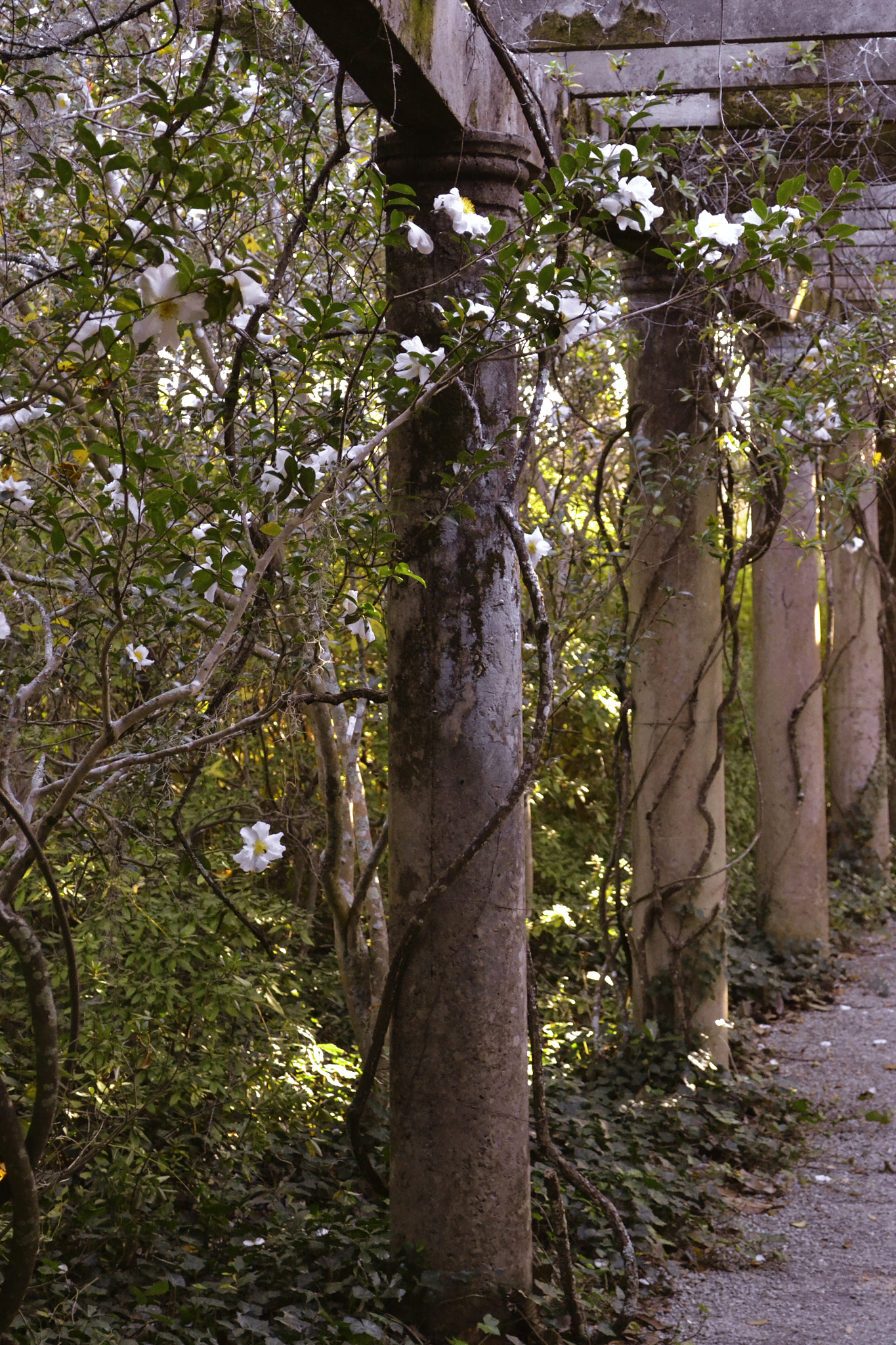 Nikon D3100 + PC Micro-Nikkor 85mm f/2.8D sample photo. Pillars of strength photography