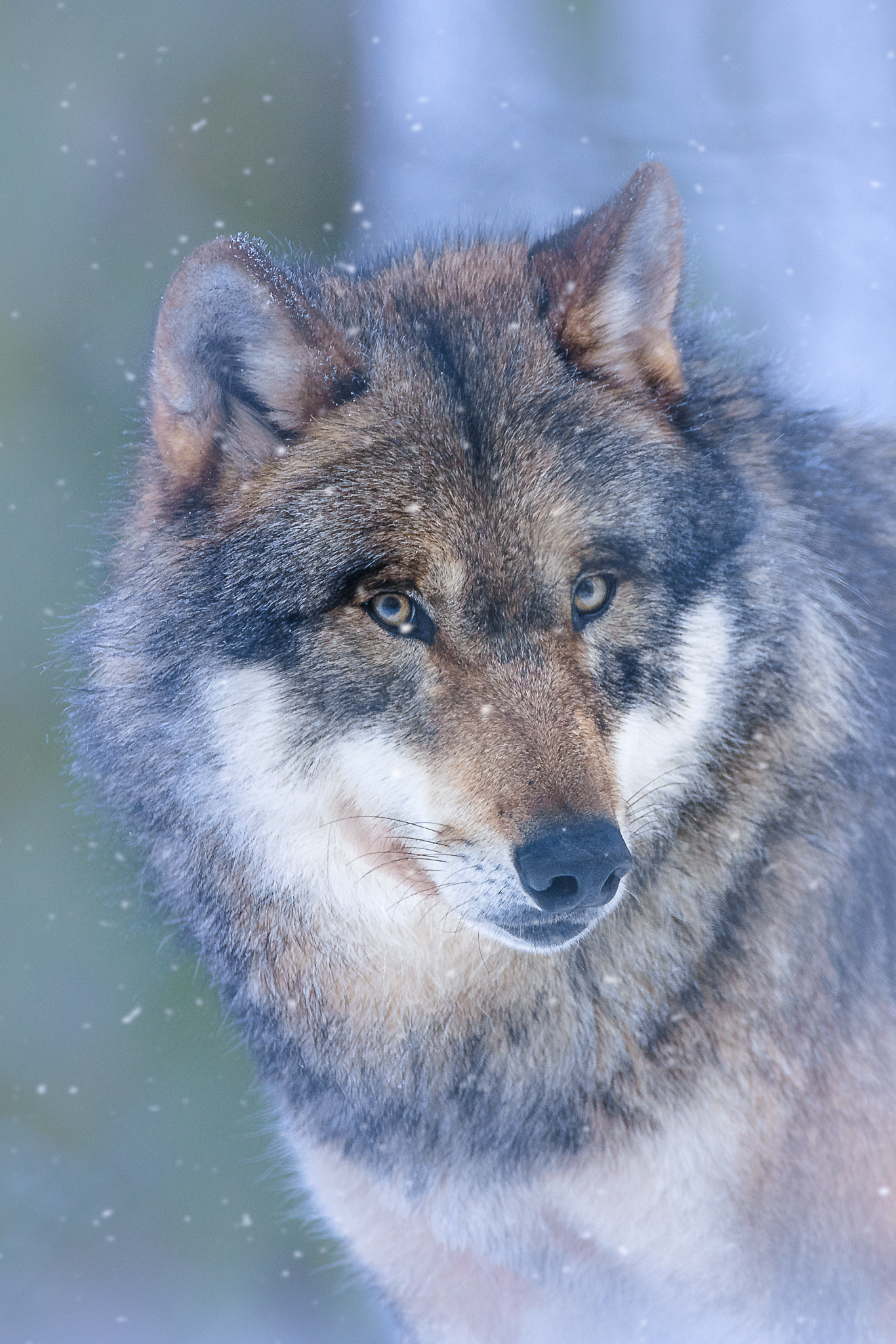 150-600mm F5-6.2 OSS sample photo. °snowflake° photography