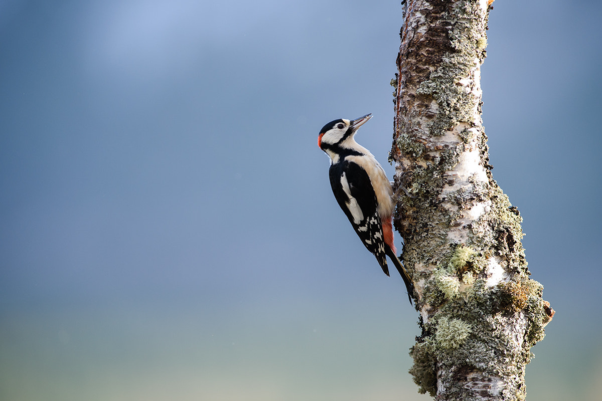 Nikon D810 + Nikon AF-S Nikkor 300mm F2.8G ED VR II sample photo. Great spotted woodpecker photography