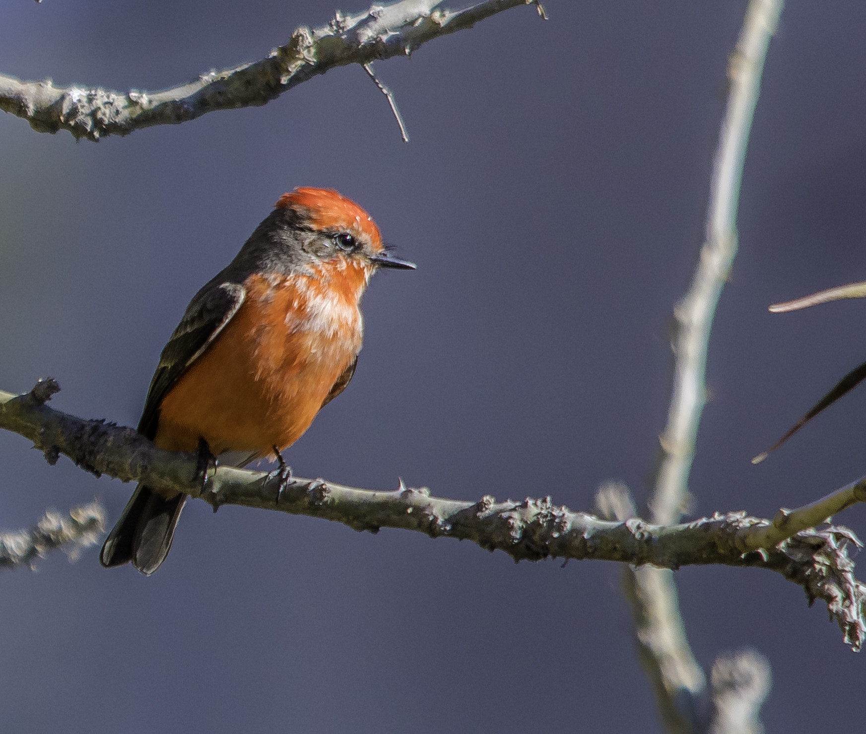 Sigma 150-500mm F5-6.3 DG OS HSM sample photo. Papamoscas cardenalito photography