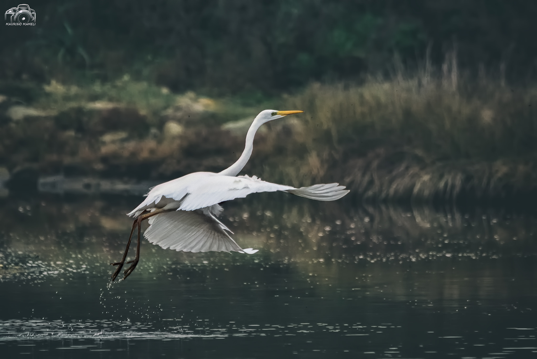 Sigma 150-500mm F5-6.3 DG OS HSM sample photo. Airone bianco maggiore photography