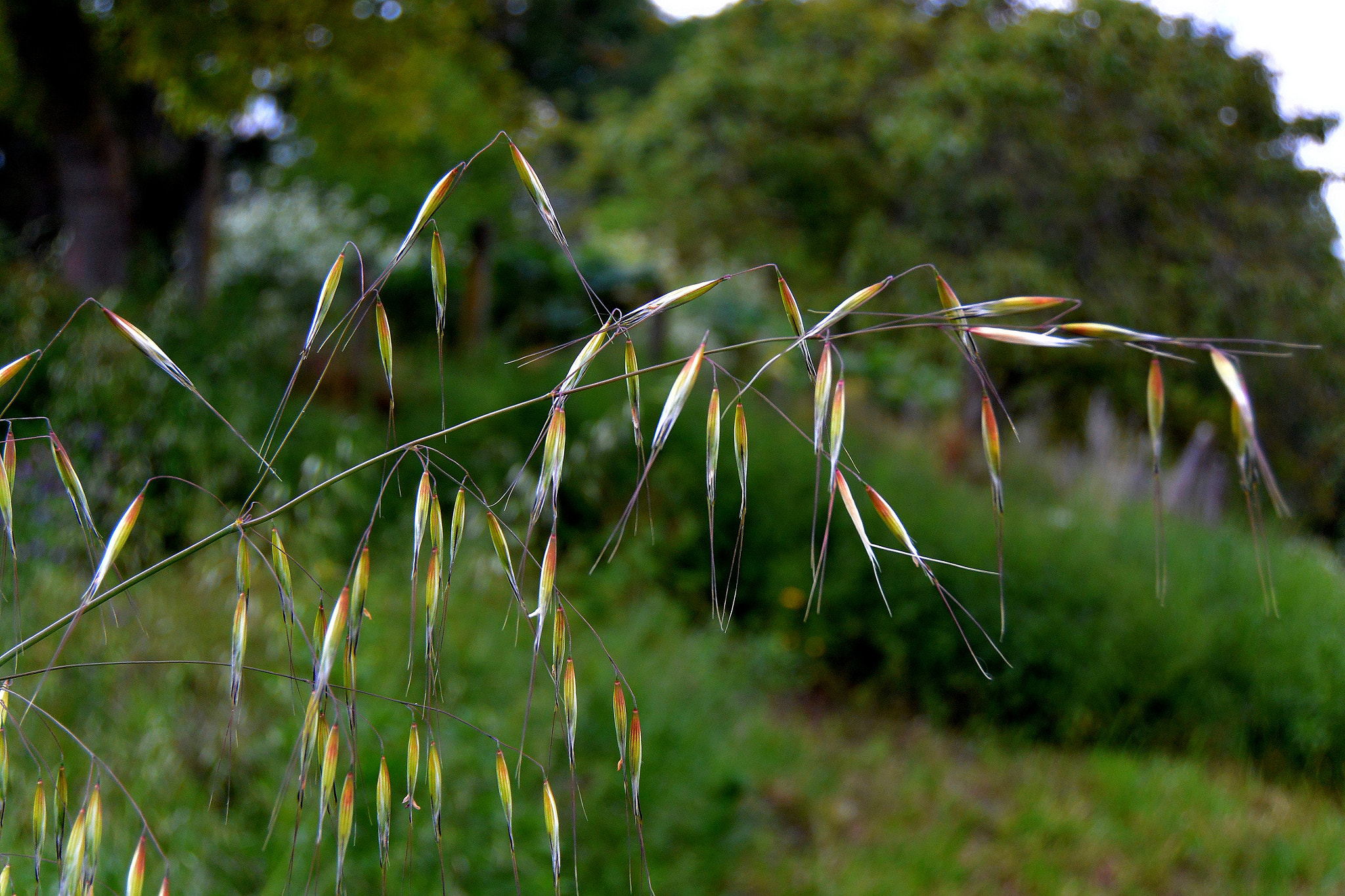 Nikon 1 V2 sample photo. Tears photography