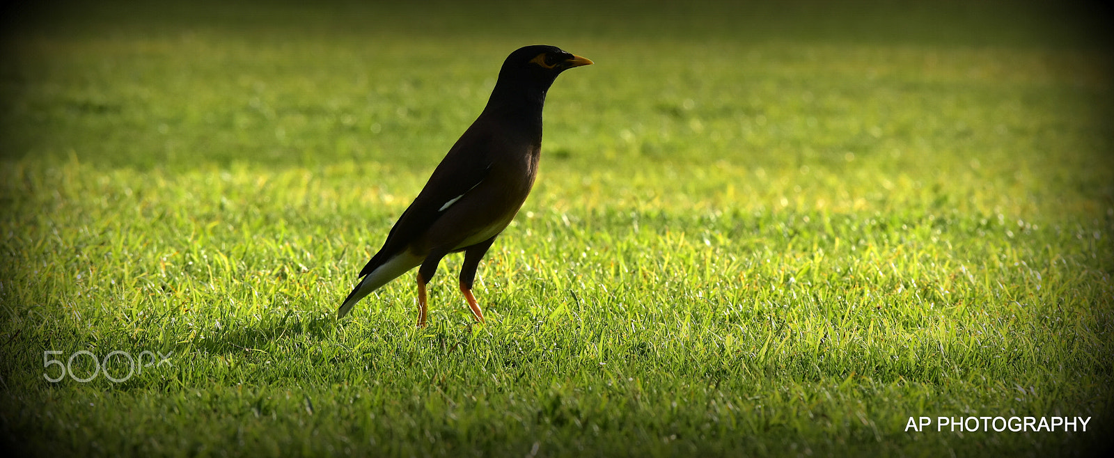 Nikon D5500 sample photo. Bird eye photography
