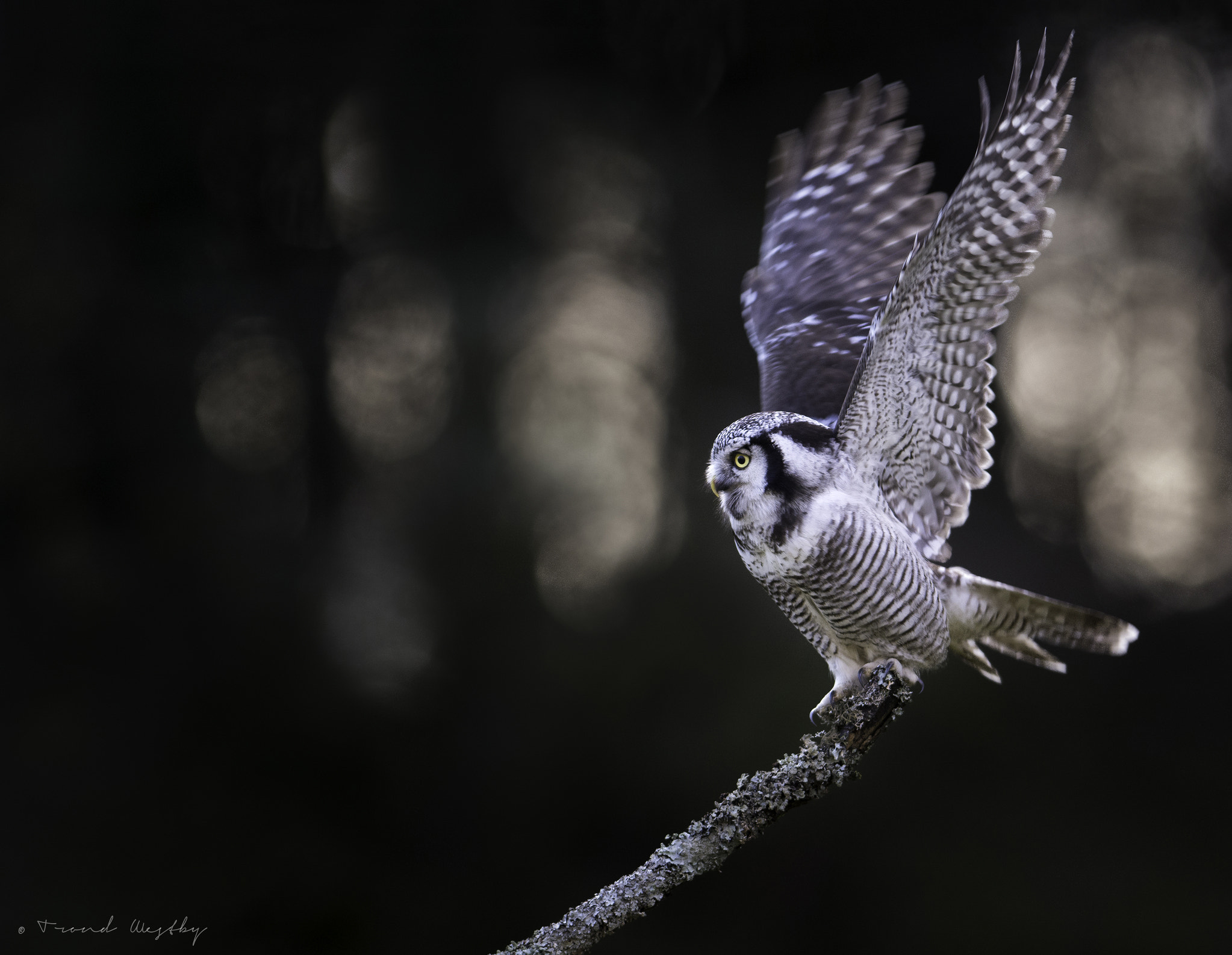 Nikon AF-S Nikkor 300mm F2.8G ED VR II sample photo. Hawk owl photography