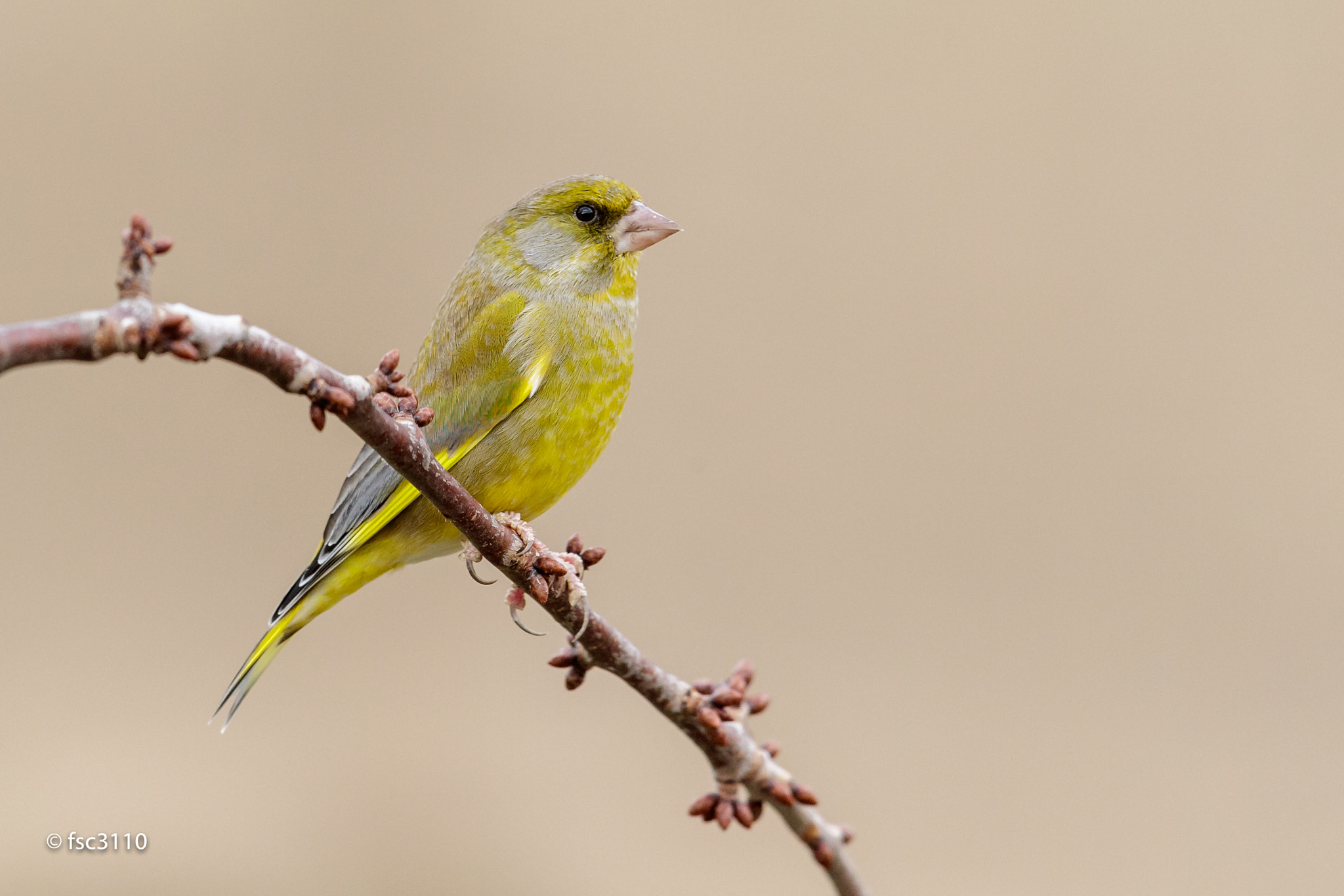 Canon EF 500mm F4L IS II USM sample photo. European greenfinch photography