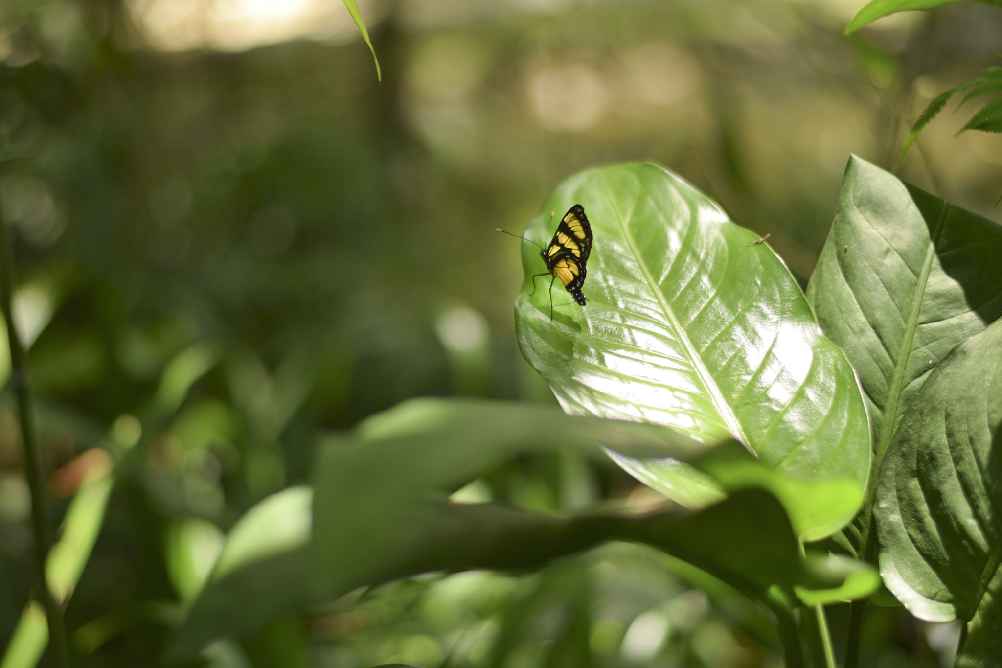 Nikon D5300 sample photo. ...ela passeia livremente photography