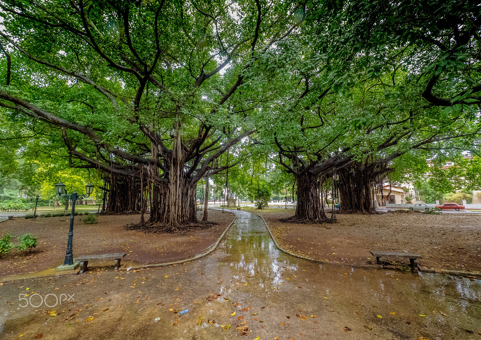 Olympus OM-D E-M1 + Olympus M.Zuiko Digital ED 7-14mm F2.8 PRO sample photo. Banyan trees photography