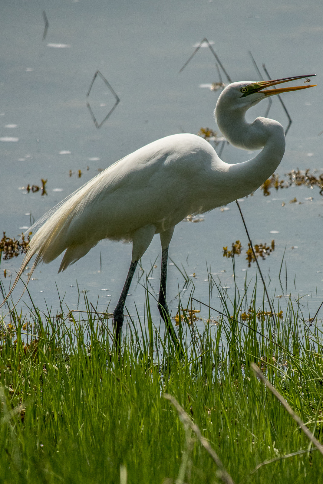 Canon EOS 760D (EOS Rebel T6s / EOS 8000D) sample photo. White crane and his meal photography