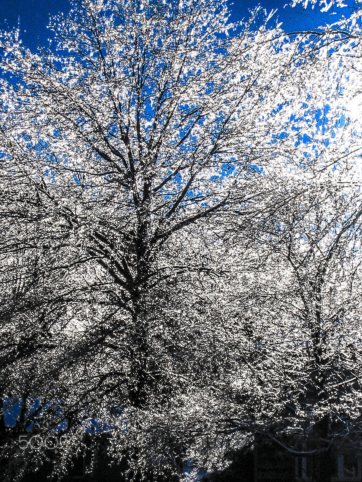 Canon POWERSHOT SD110 sample photo. An ice tree sparkles before sunset photography