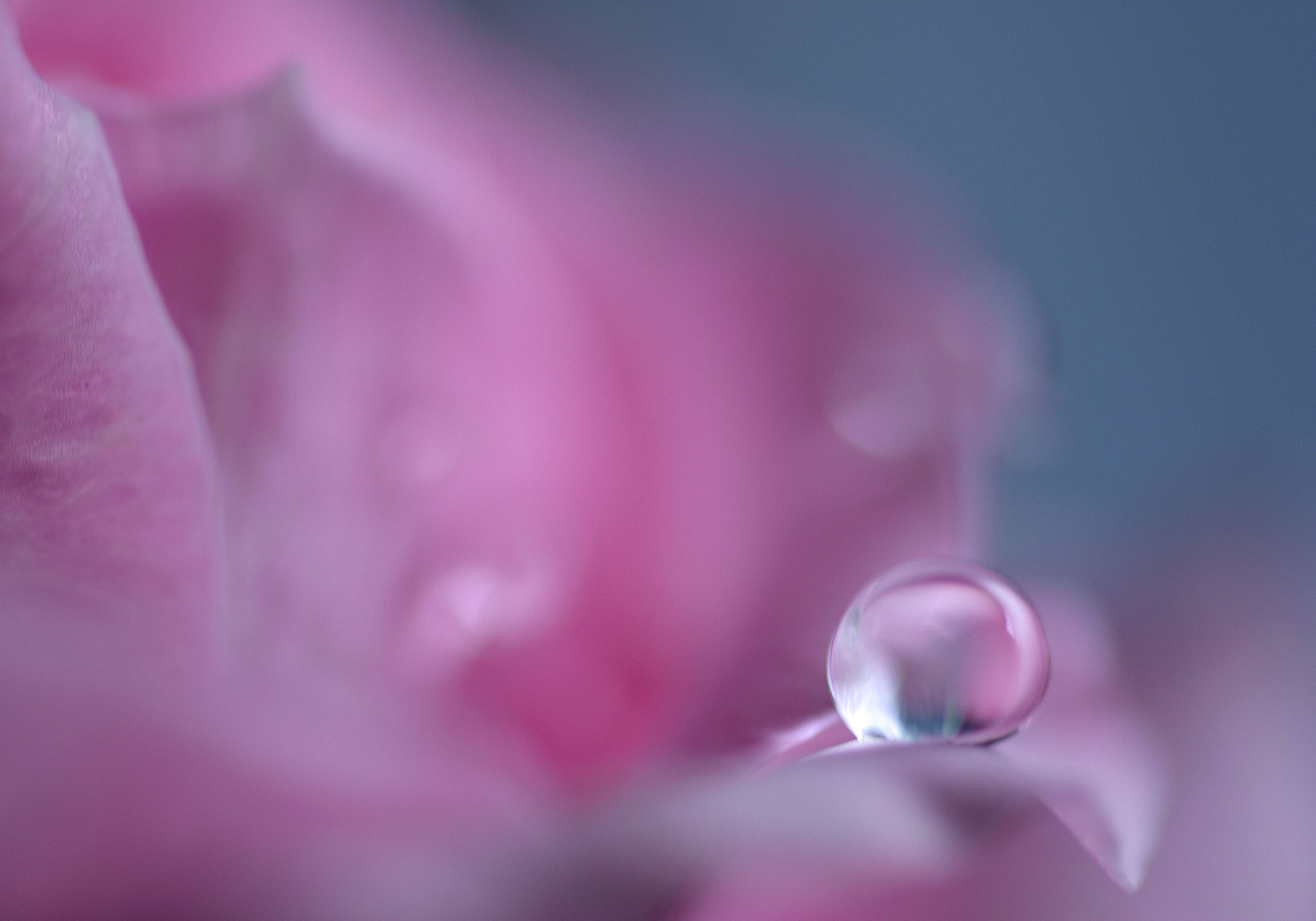 Sigma 105mm F2.8 EX DG OS HSM sample photo. Pink symphony photography