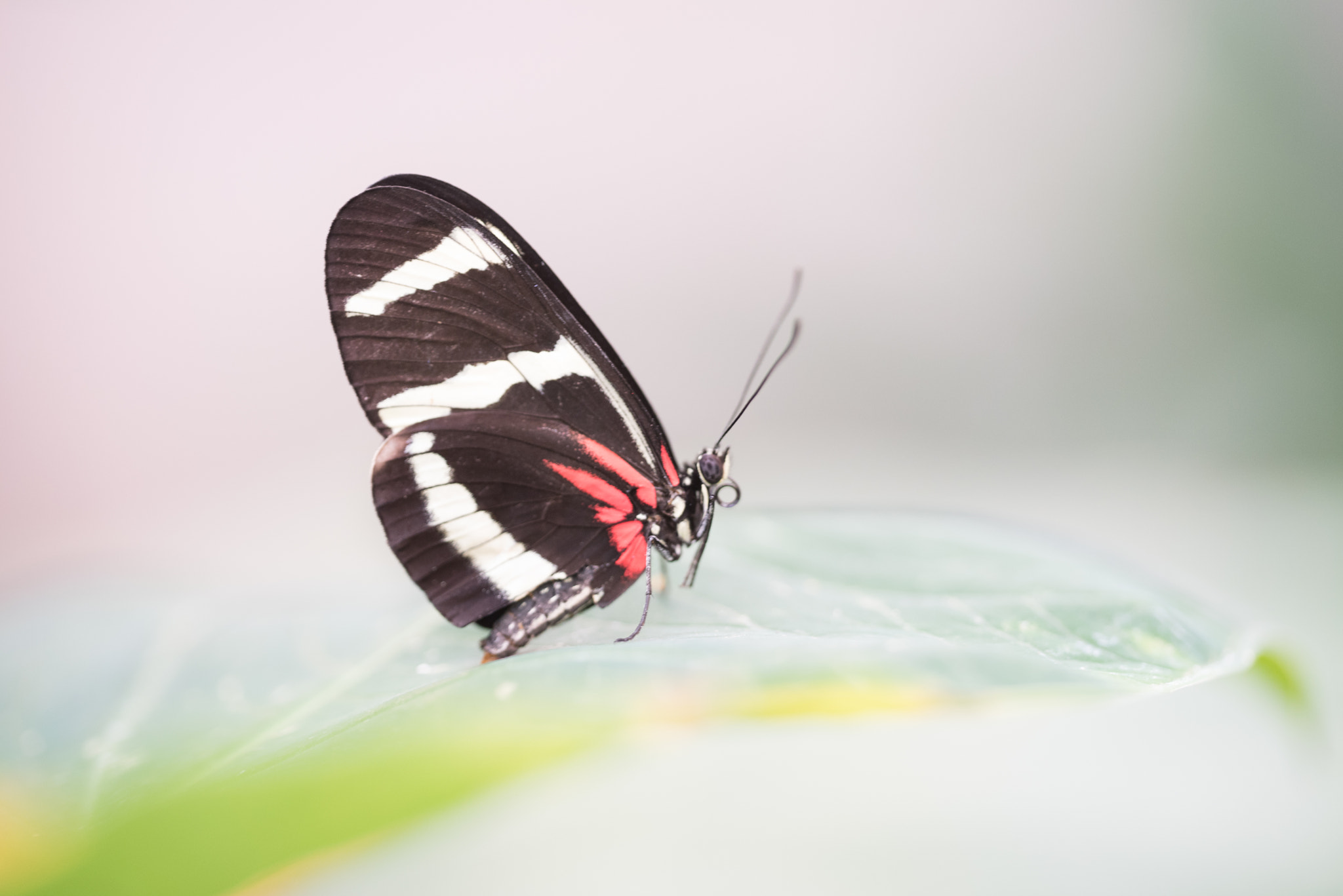 Sigma 150mm F2.8 EX DG OS Macro HSM sample photo. Heliconius hewitsoni photography
