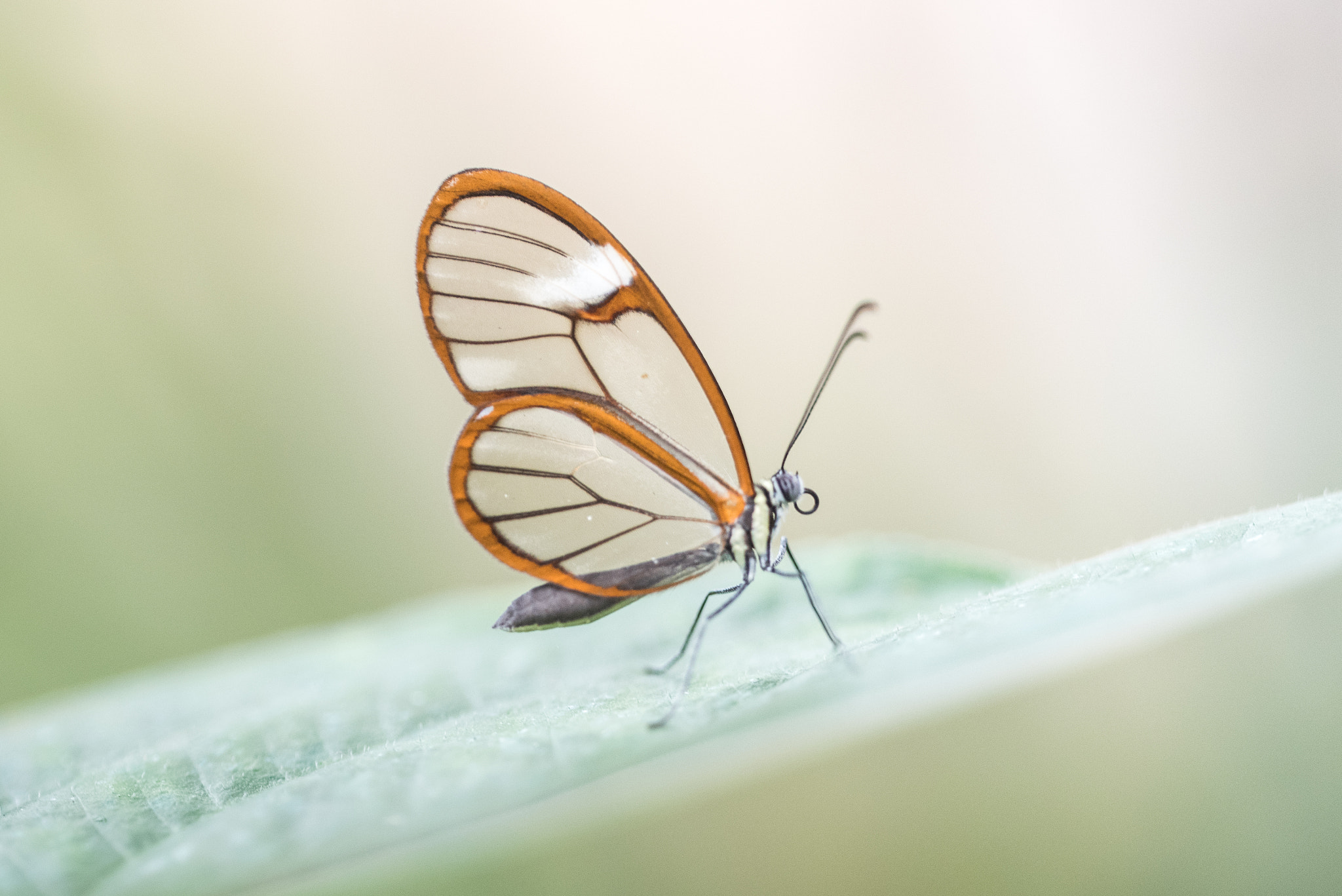 Sigma 150mm F2.8 EX DG OS Macro HSM sample photo. Greta oto photography