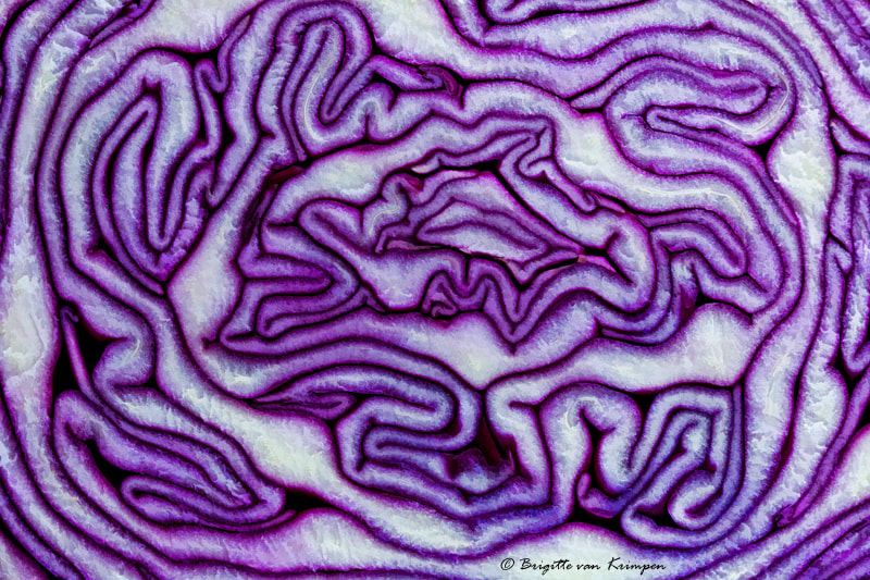 Canon EF 100mm F2.8 Macro USM sample photo. Purple abstract photography