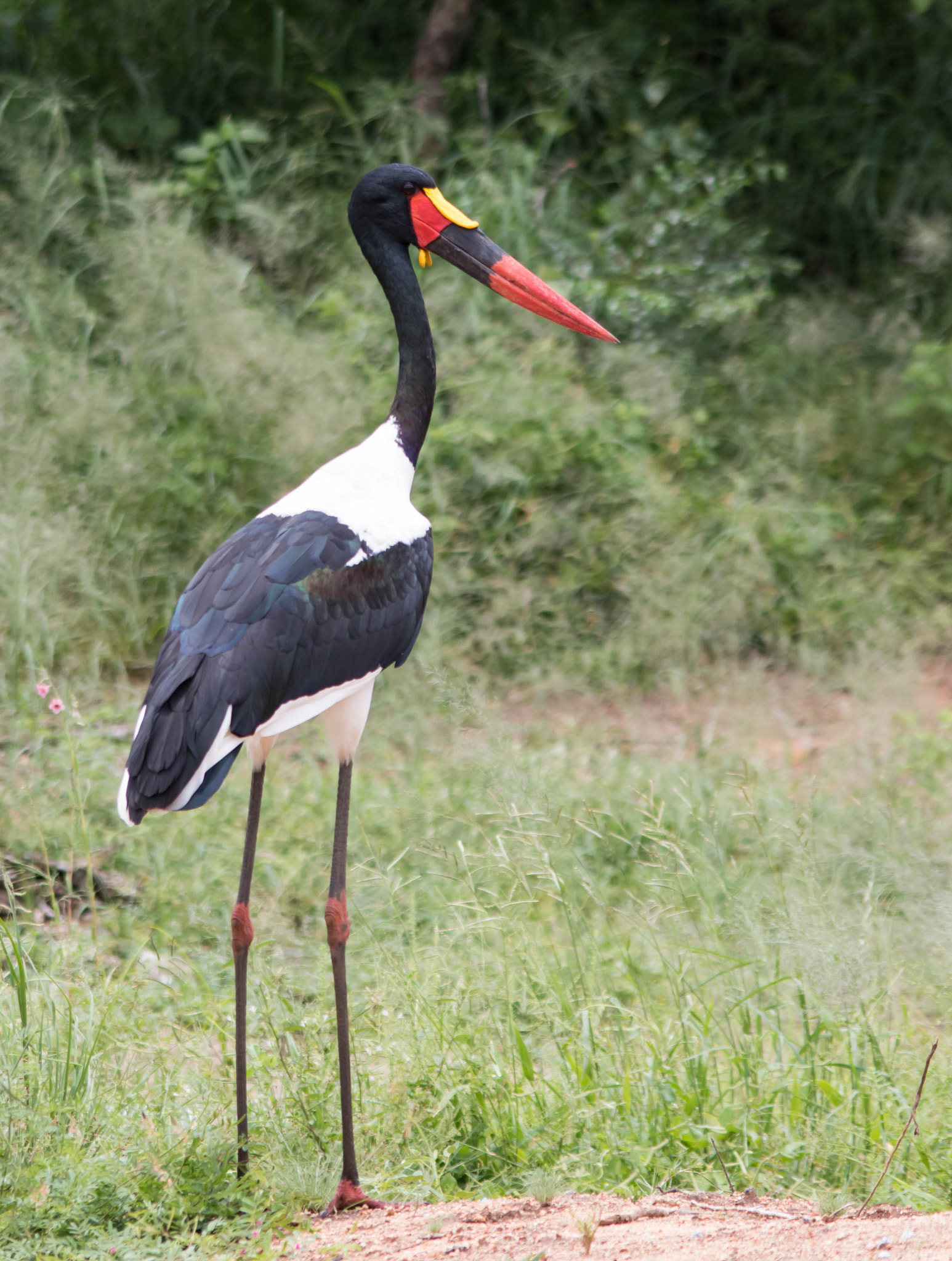 Sigma 150-500mm F5-6.3 DG OS HSM sample photo. Saddle billed stork photography