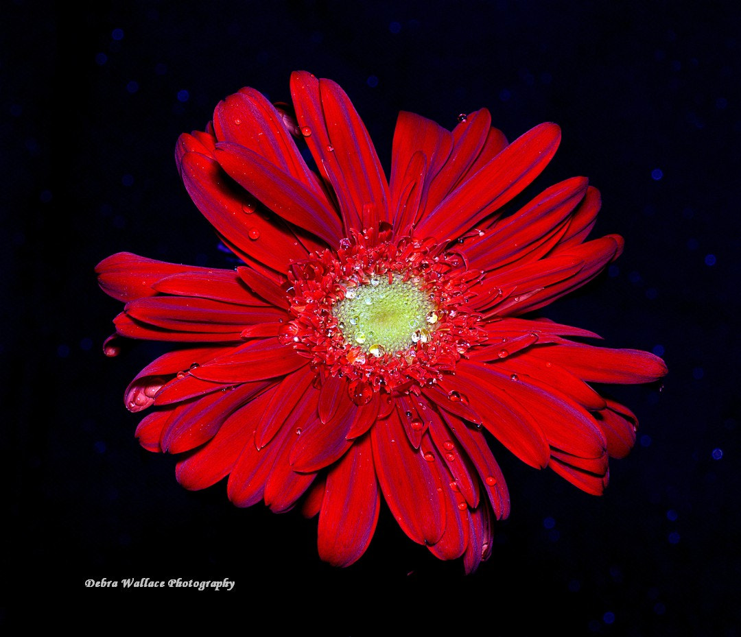 Nikon AF Nikkor 105mm F2D DC sample photo. Red flower photography
