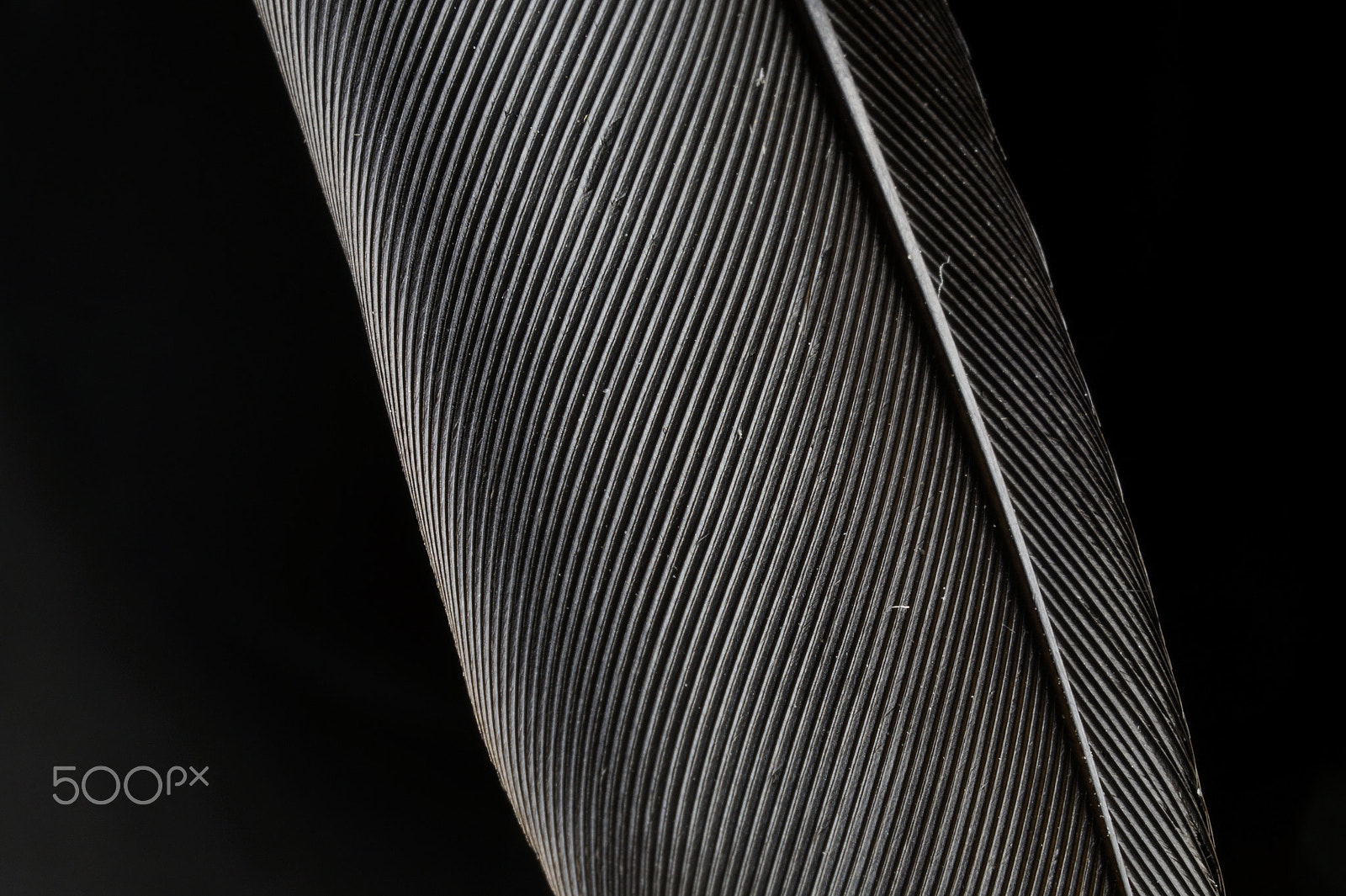 Sony SLT-A58 + Sony DT 30mm F2.8 Macro SAM sample photo. Black swan photography