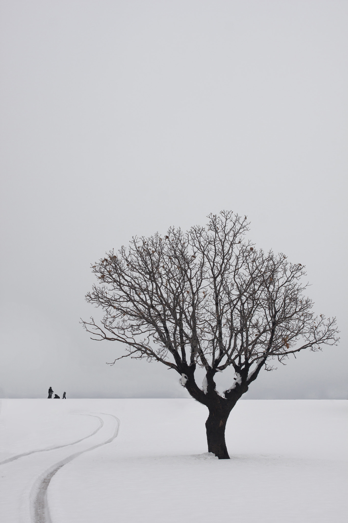 Canon EOS 500D (EOS Rebel T1i / EOS Kiss X3) sample photo. Such a cold day! photography