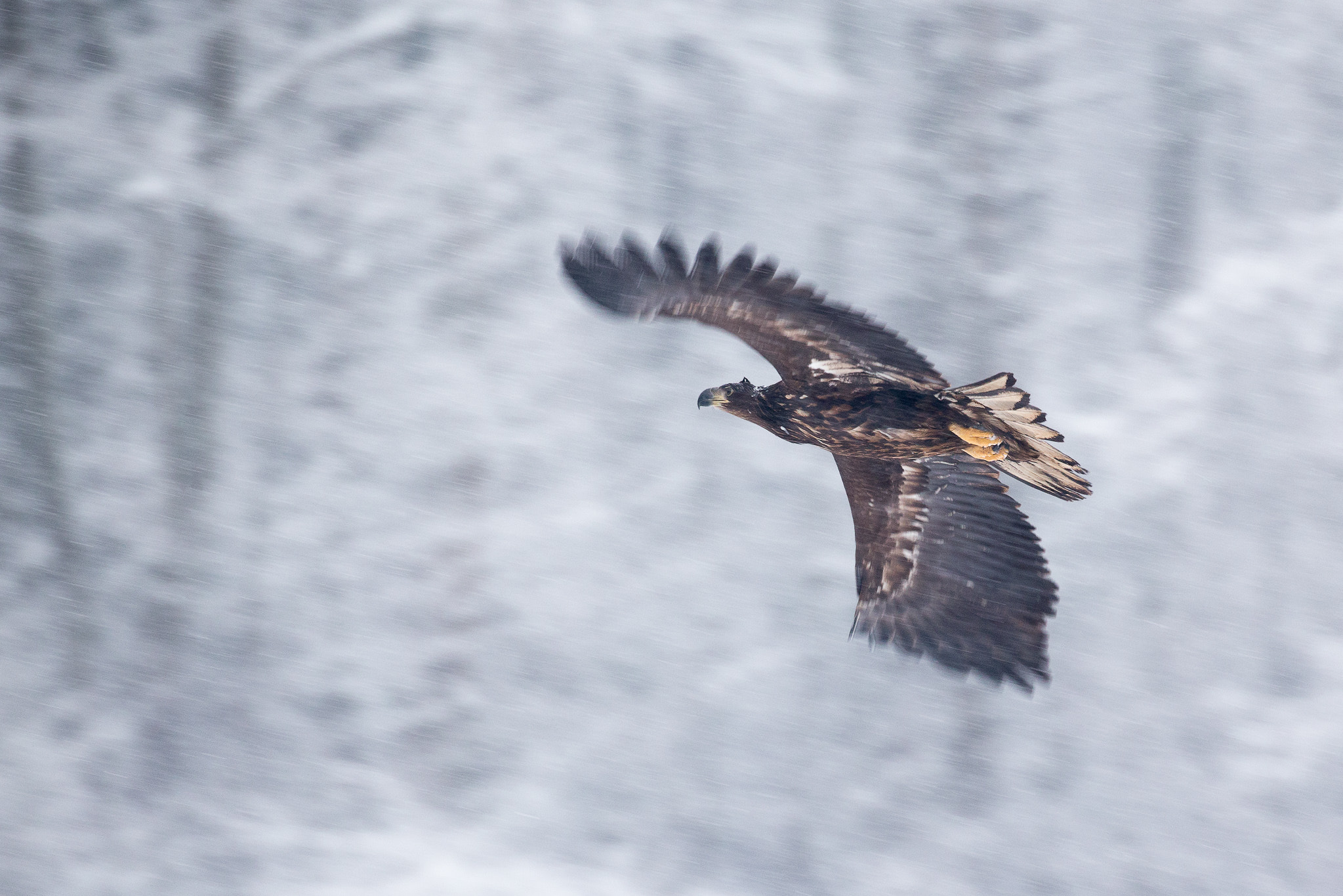 Canon EOS-1D X + Canon EF 500mm F4L IS USM sample photo. White-tailed eagle (haliaeetus albicilla) photography