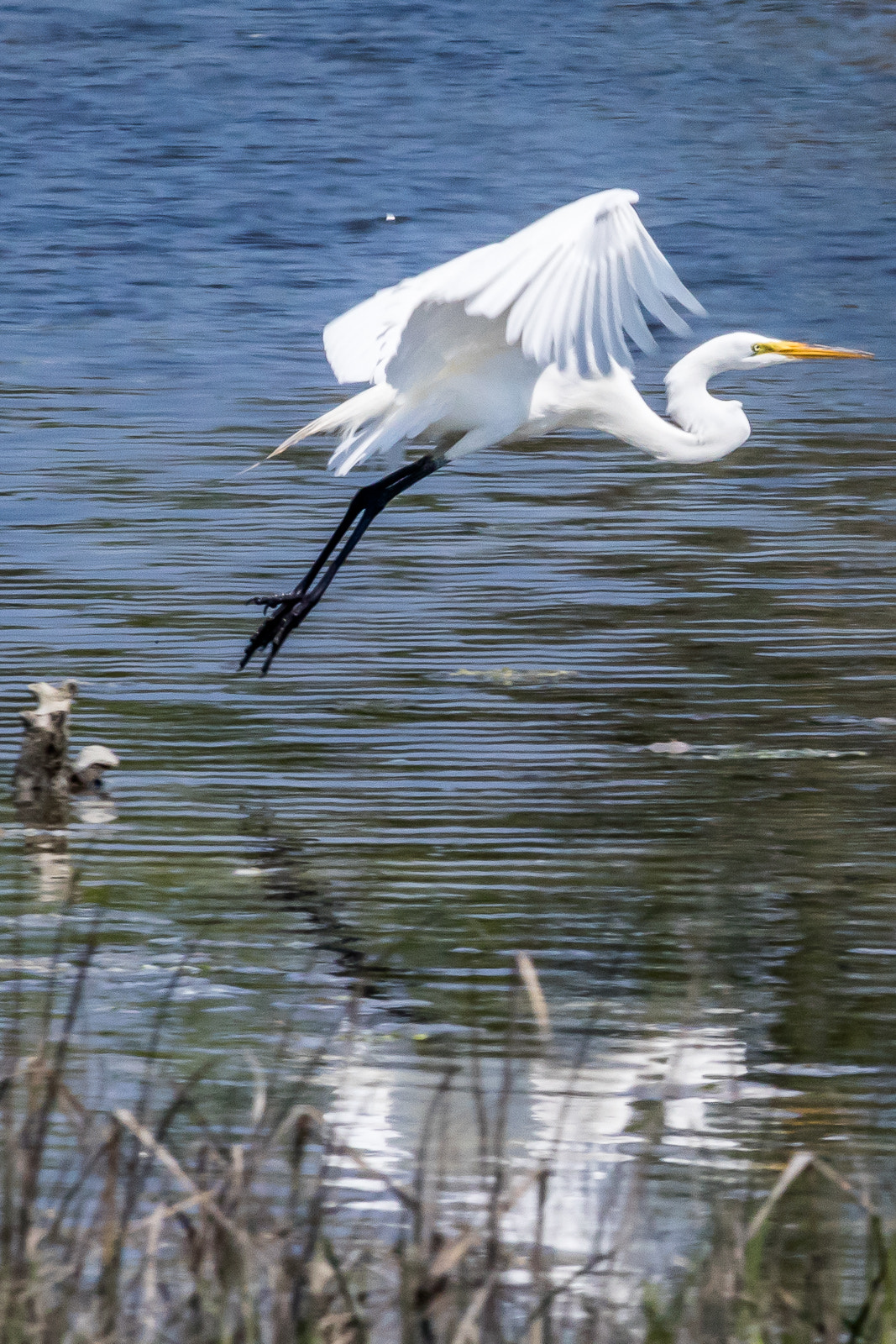 Canon EOS 760D (EOS Rebel T6s / EOS 8000D) sample photo. Coming in for a landing photography