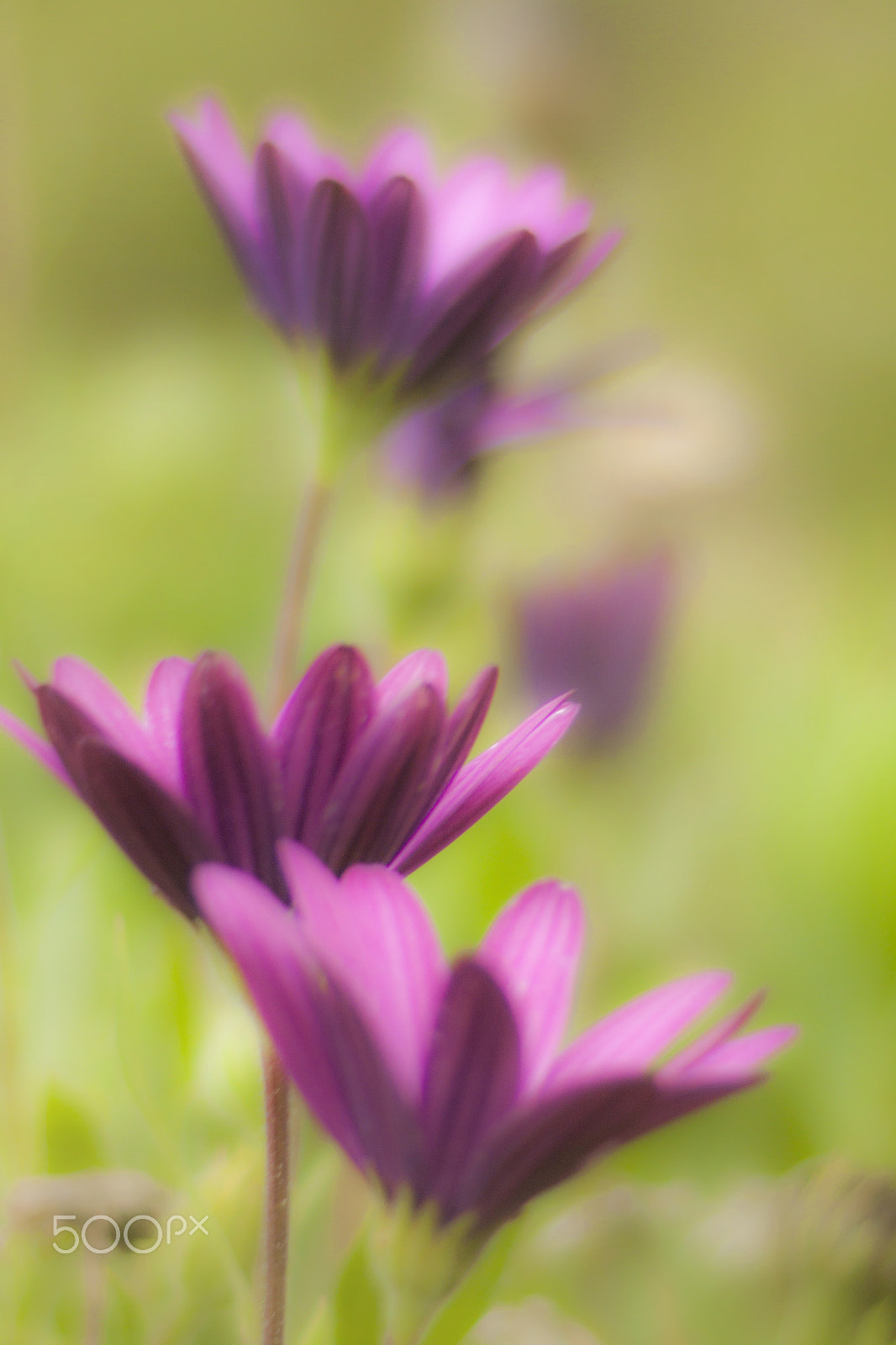 Canon EF 35-80mm f/4-5.6 sample photo. Purpura photography
